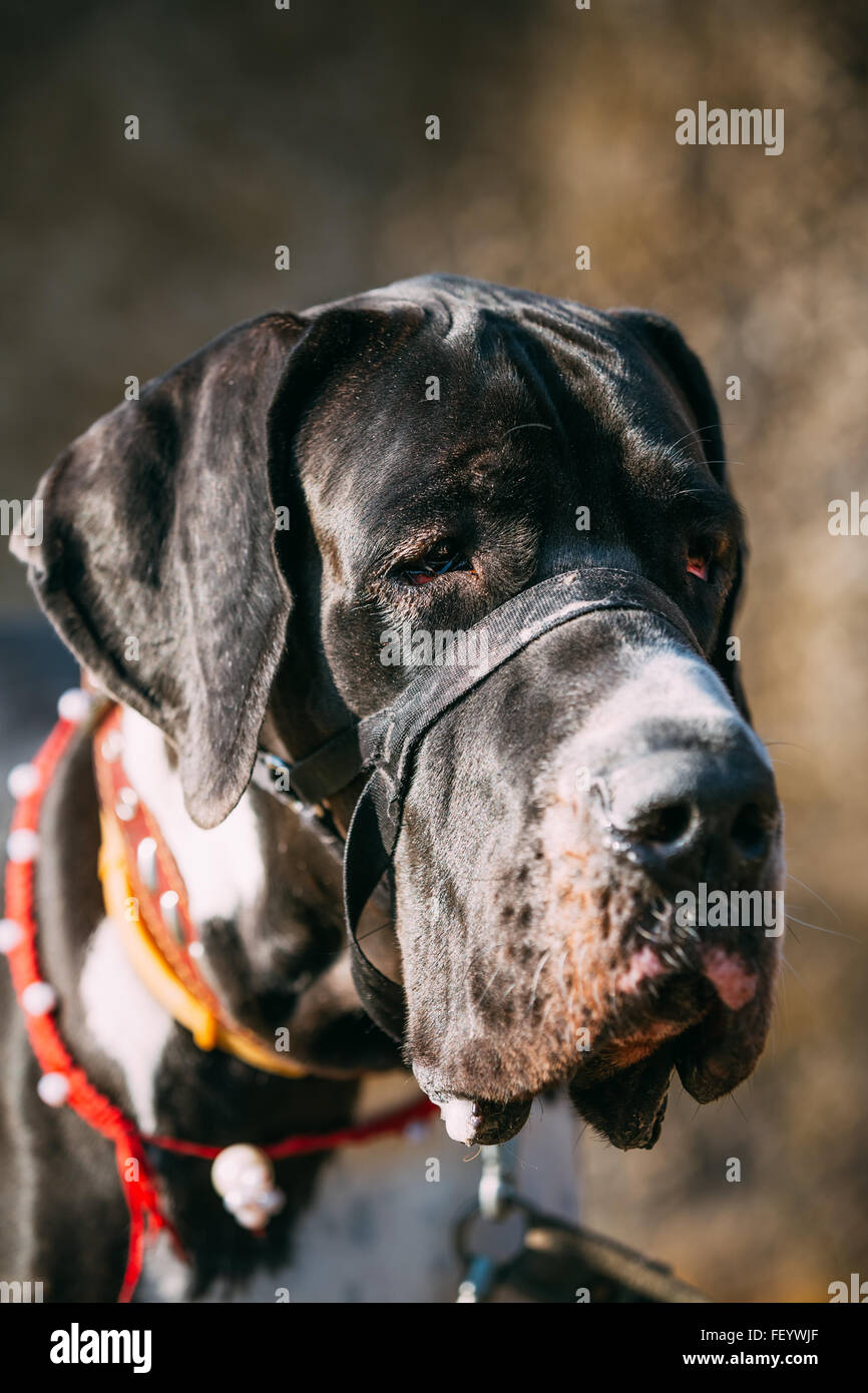 The Great Dane is a large German breed of domestic dog (Canis lupus familiaris) known for its enormous body and great height. Stock Photo