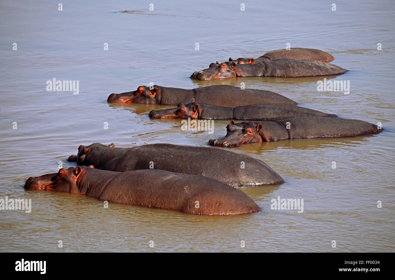 Hippos at South Luangwa, Zambia Stock Photo