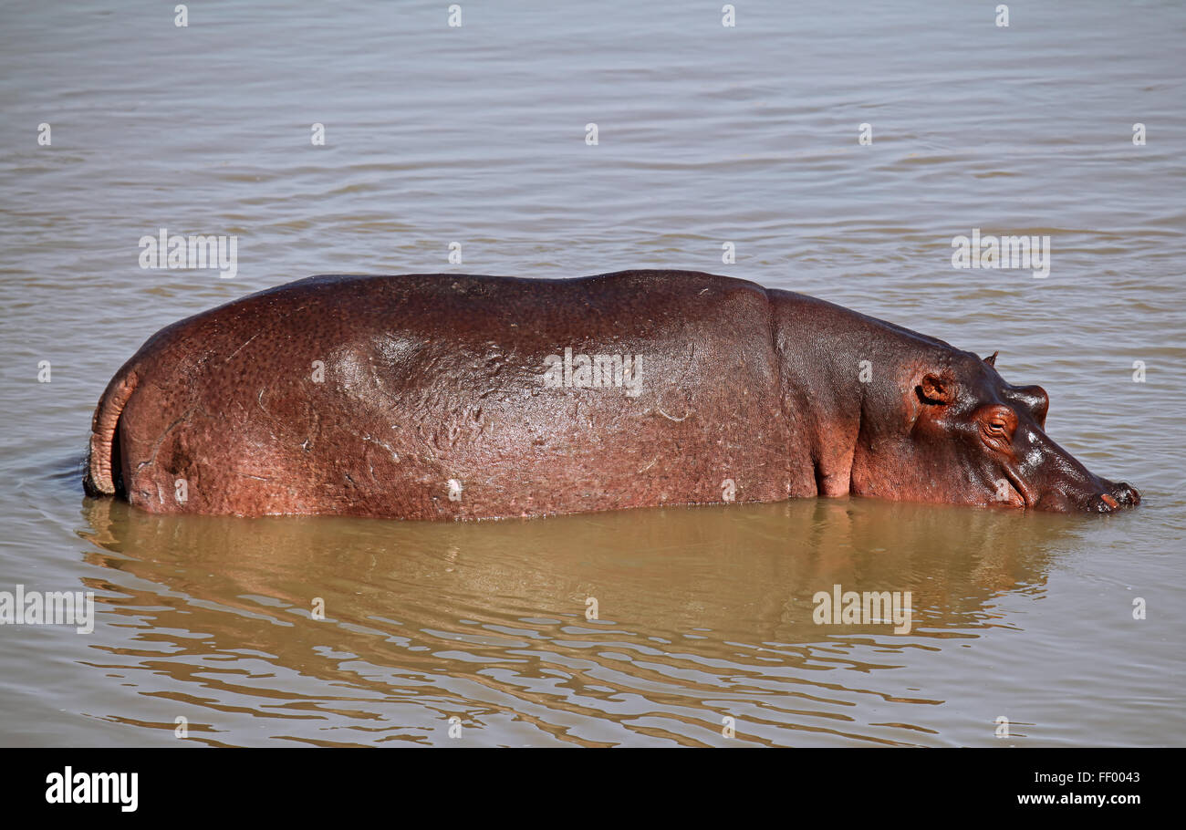 Hippo at South Luangwa, Zambia Stock Photo