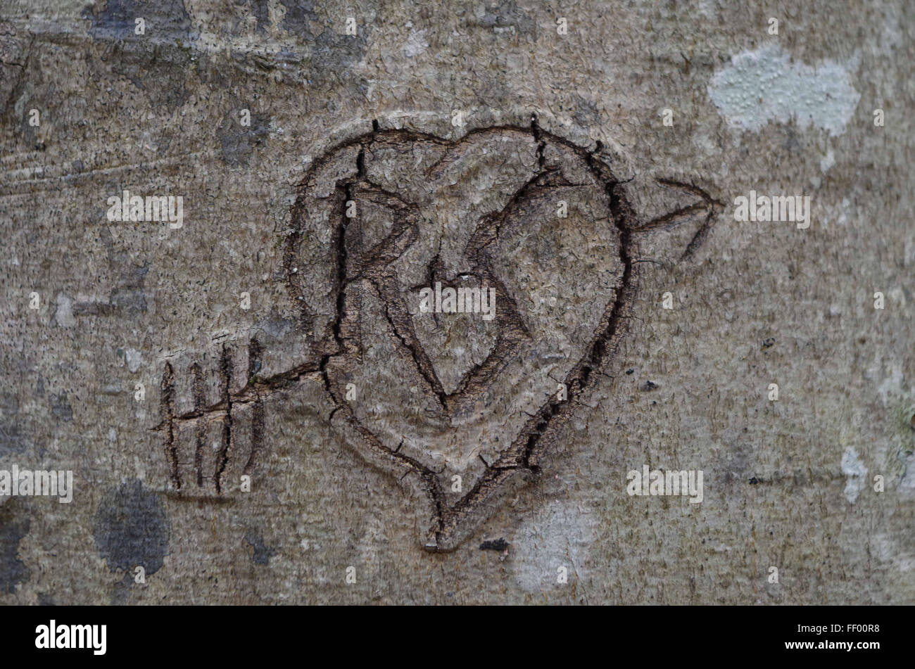 Initials Carved in Tree Stock Photo