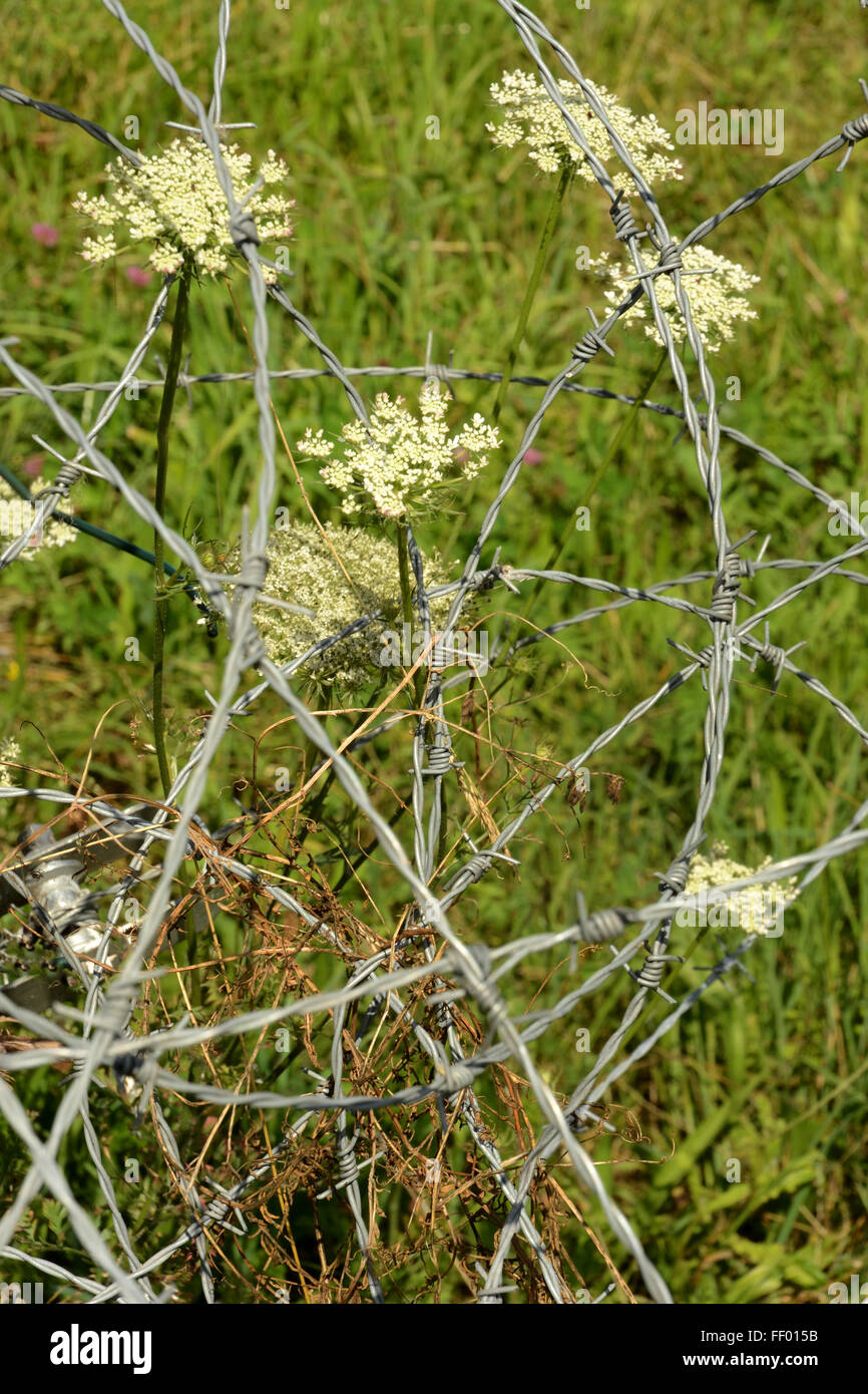 Queen Anne's Lace groing amidst coils of barbed wire. Shot in field in Heerlen, in the Limburg province of the Netherlands. Stock Photo