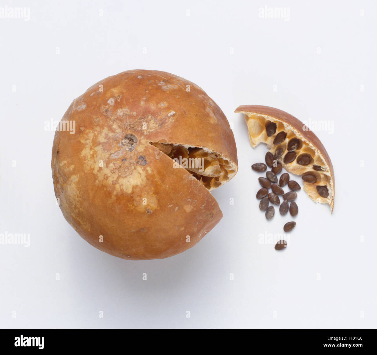 Citrillus colocynthus (Bitter apple), slice cut away, showing seeds