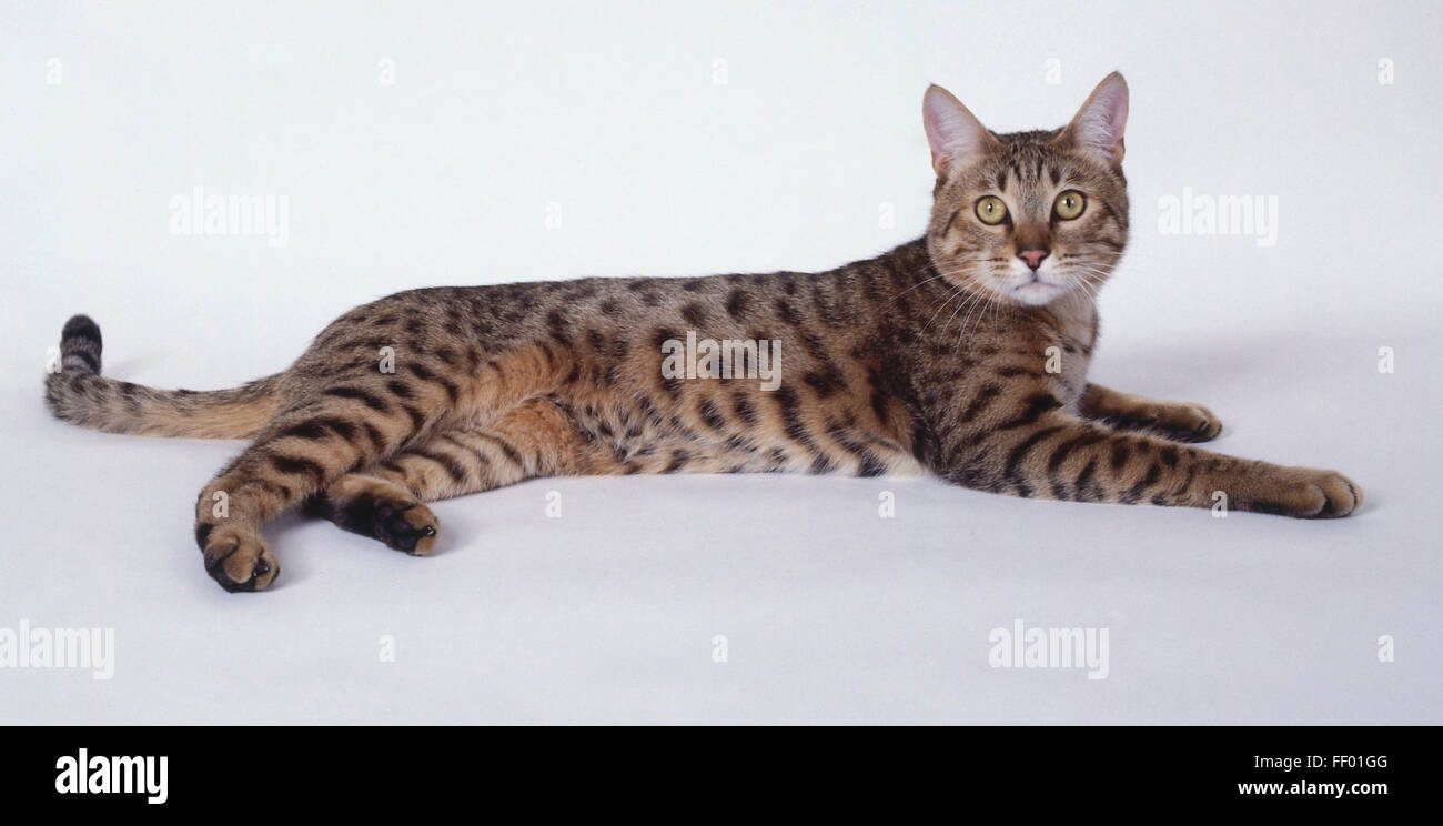 Gold California Spangled leopard-like cat with well-defined spots and long, muscular body, lying down. Stock Photo