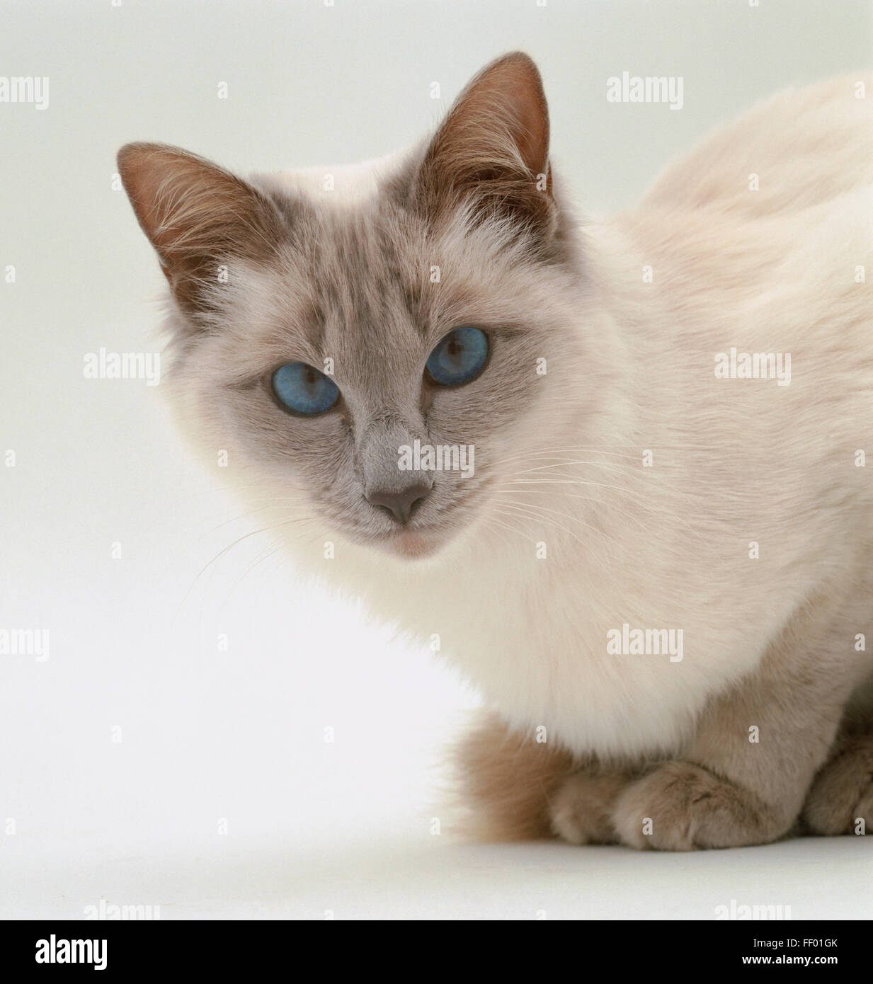 White Balinese cat sitting down Stock Photo - Alamy