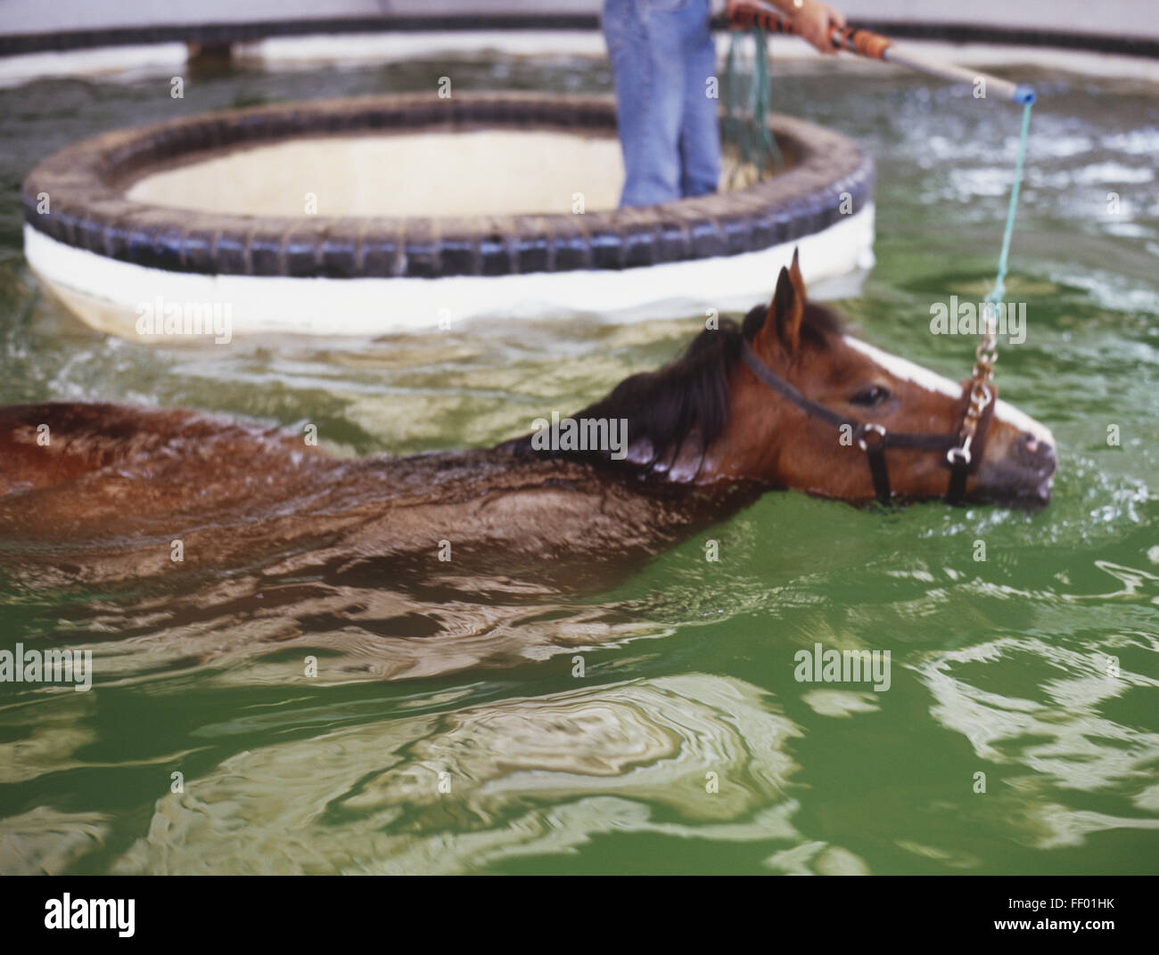 Horse swimming pool hi-res stock photography and images - Alamy