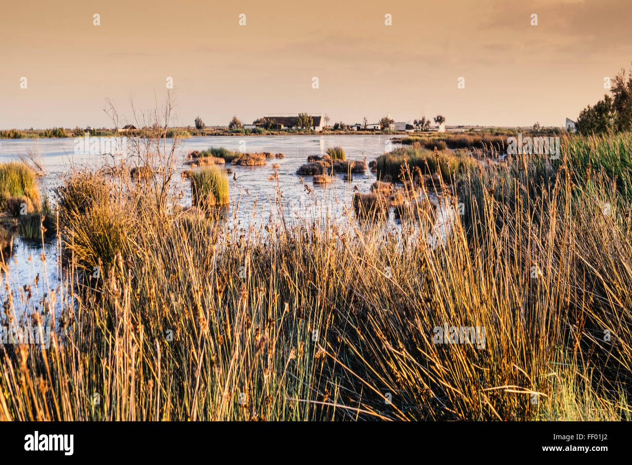 Landscape near Saint Maries de la Mer, Wetlands, Camargue, France Stock Photo
