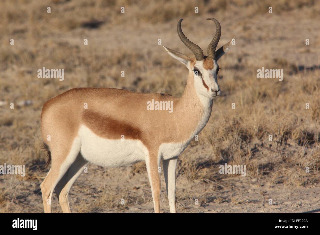 Springbock in the african plain Stock Photo - Alamy