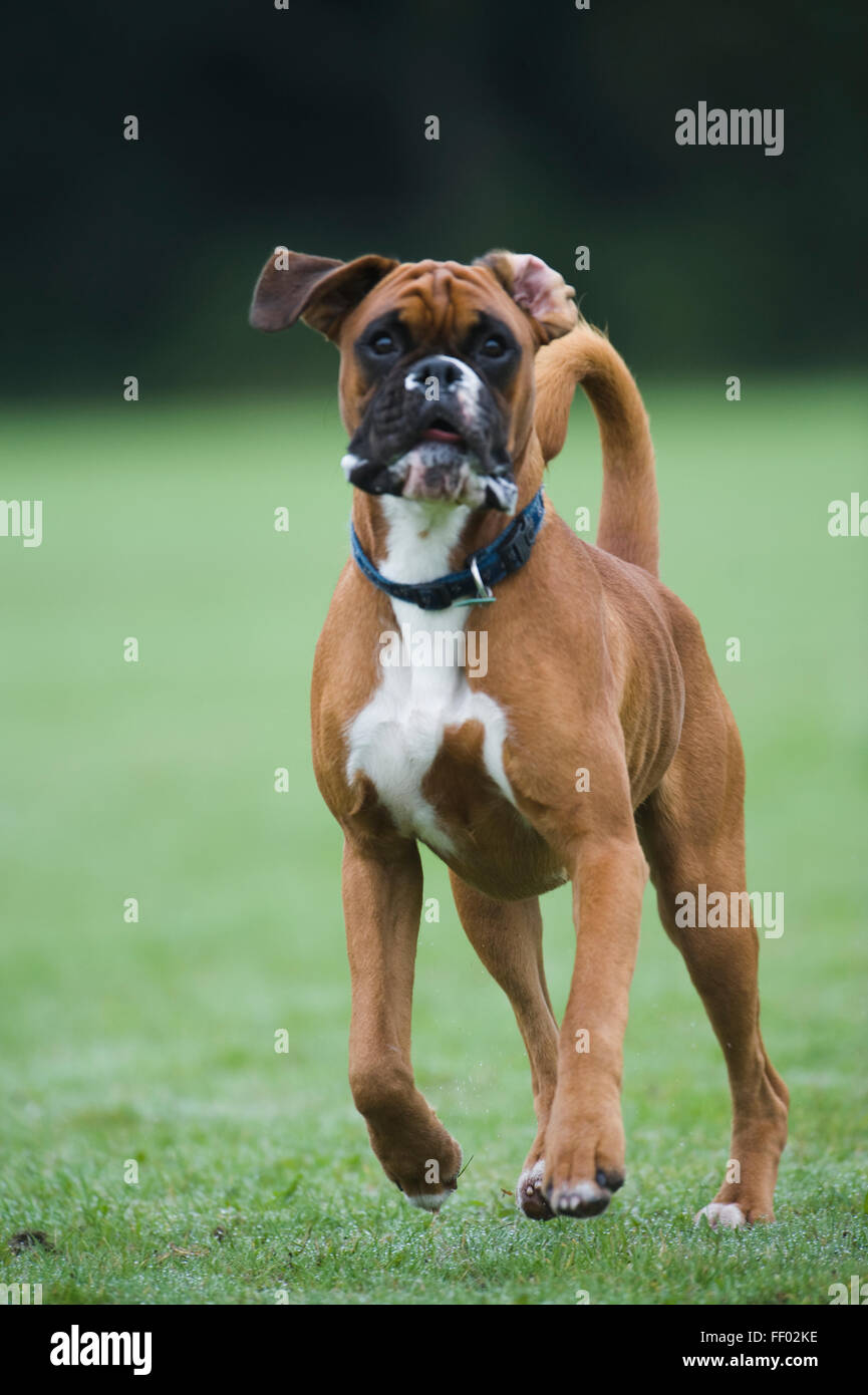 Dog jump on hires stock photography and images Alamy