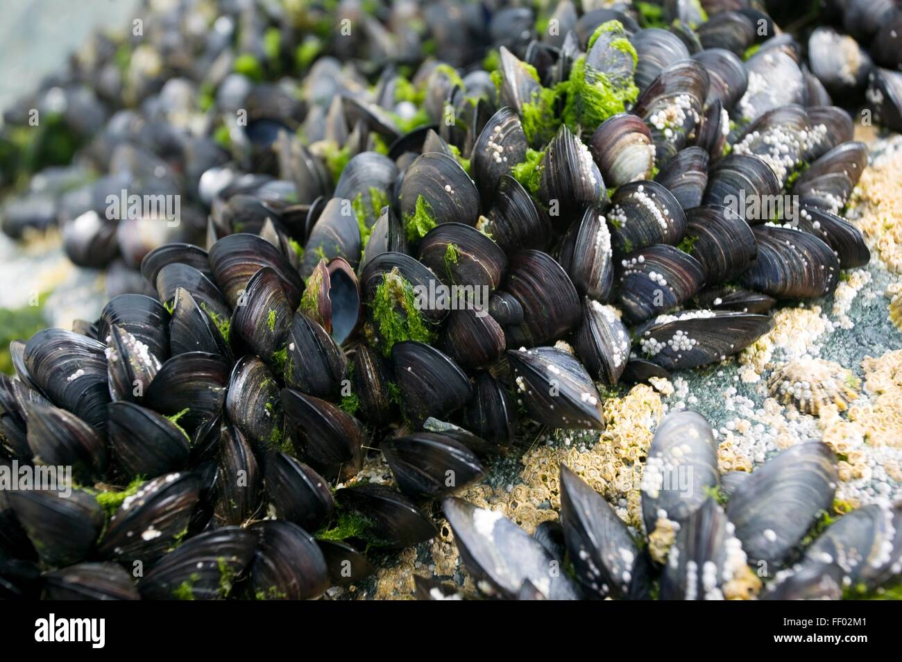 Blue mussels (Mytilus edulis) clinging to a rock Stock Photo