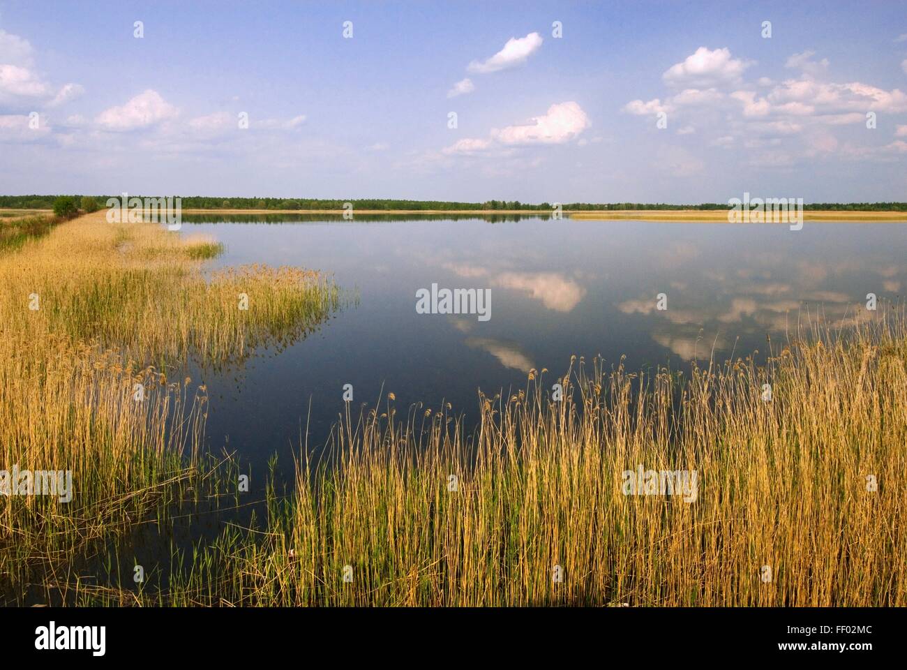 Latvia, Lake Lubans, view across the lake Stock Photo