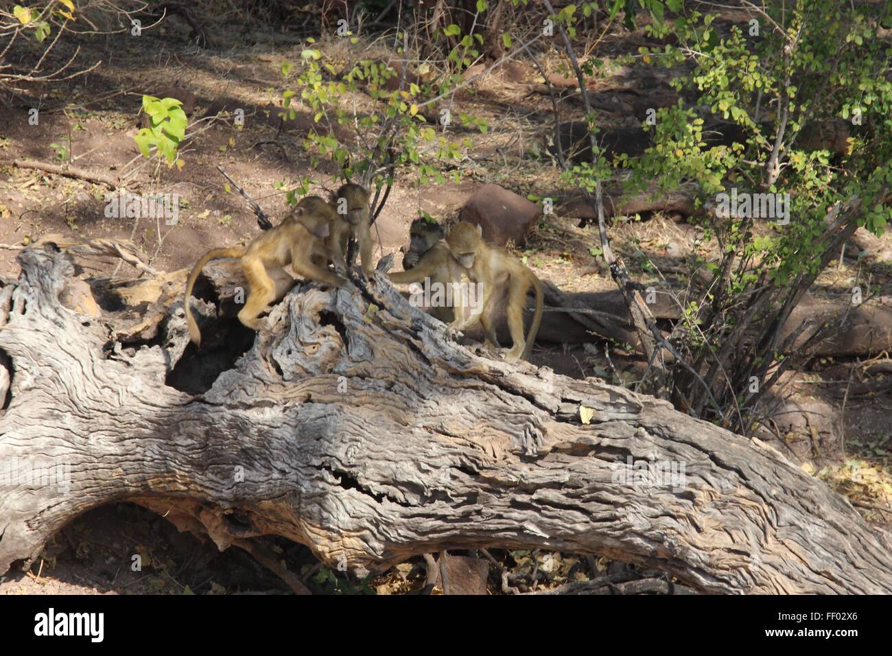 4 (four) Baby Baboons play on a branch in chobe national park Stock Photo