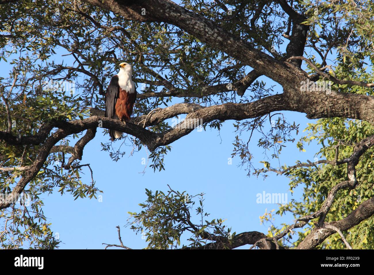 An African fish eagle, sits on a branch overlooking a river waiting for its next catch Stock Photo