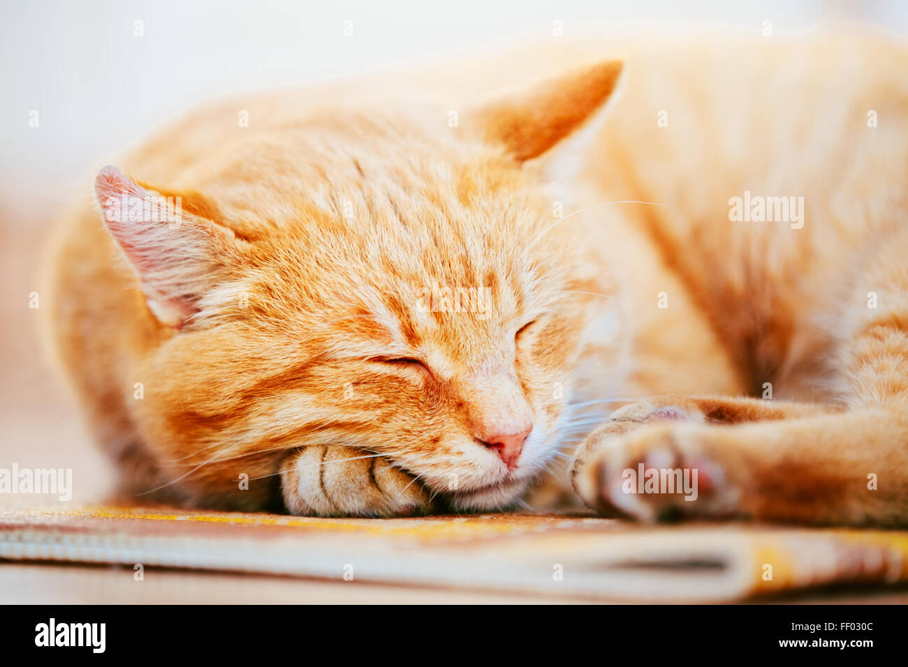 Peaceful Orange Red Tabby Cat Male Kitten Curled Up Sleeping In His Bed ...