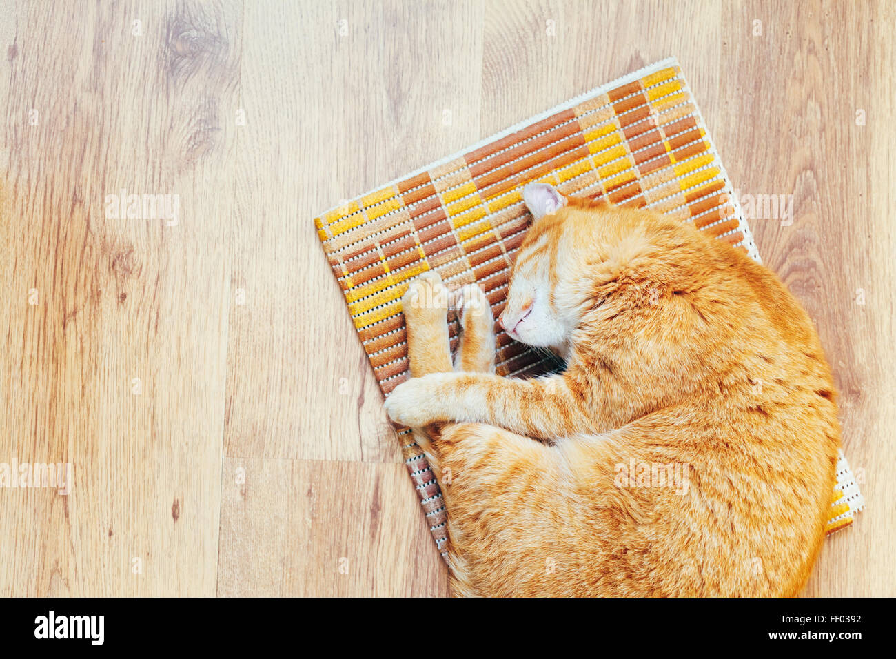 Peaceful Orange Red Tabby Cat Male Kitten Curled Up Sleeping In His Bed ...