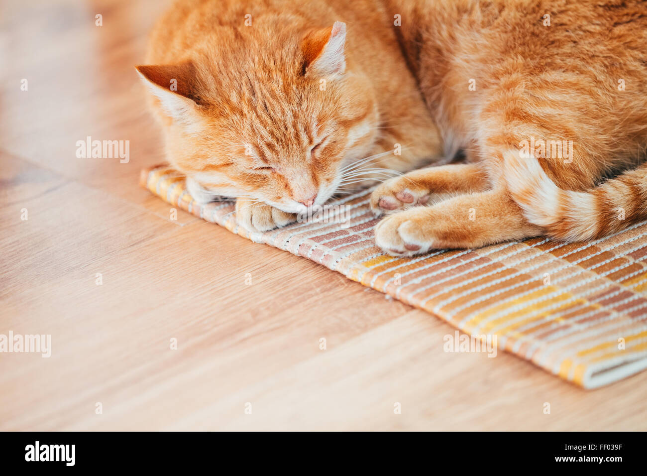 Peaceful Orange Red Tabby Cat Male Kitten Curled Up Sleeping In His Bed ...