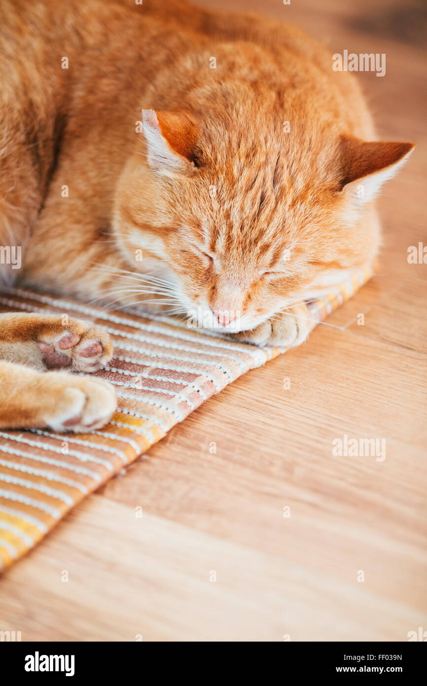 Peaceful Orange Red Tabby Cat Male Kitten Curled Up Sleeping In His Bed ...