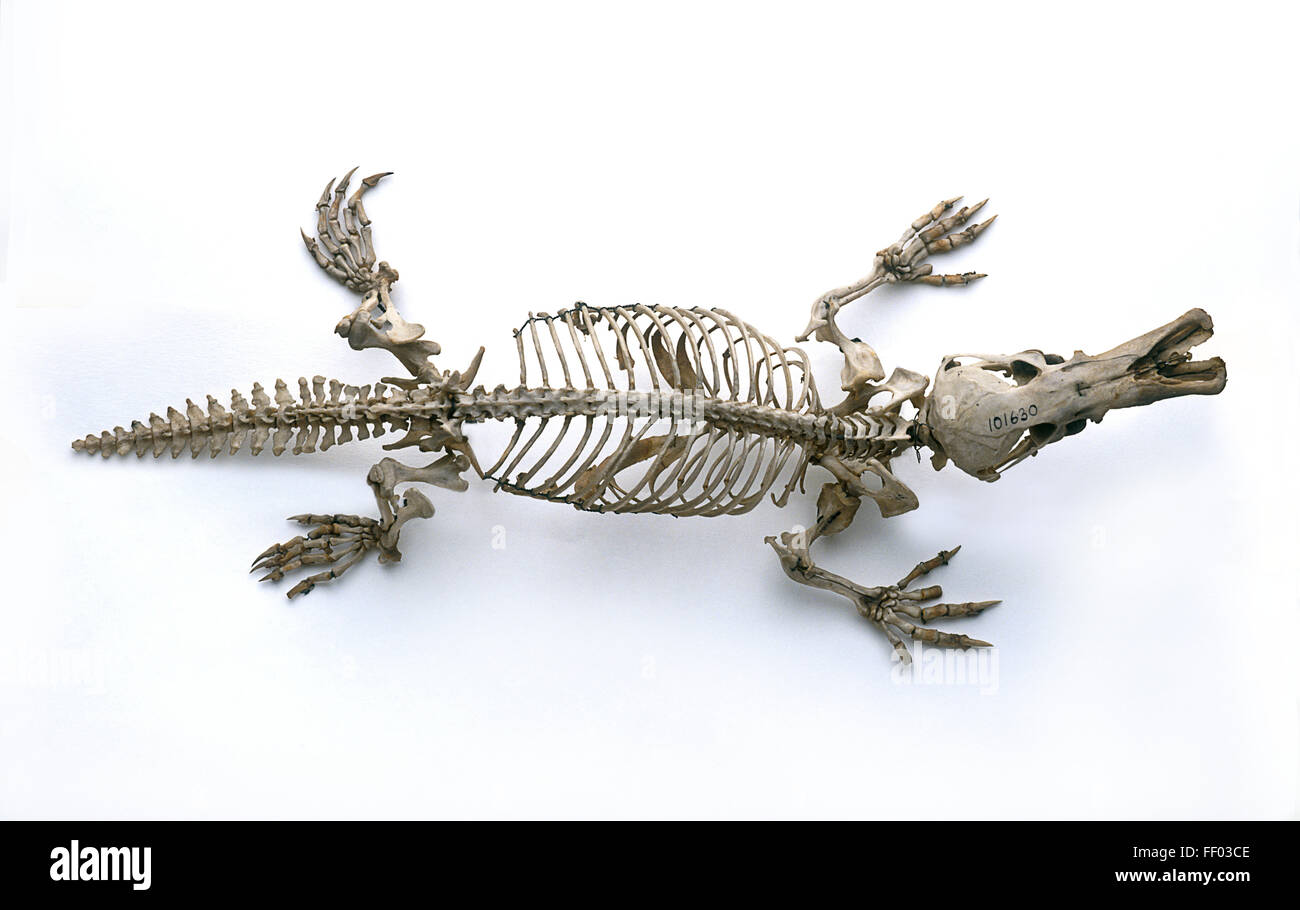 Skeleton of Duck-billed platypus (Ornithorhynchus anatinus), view from above Stock Photo