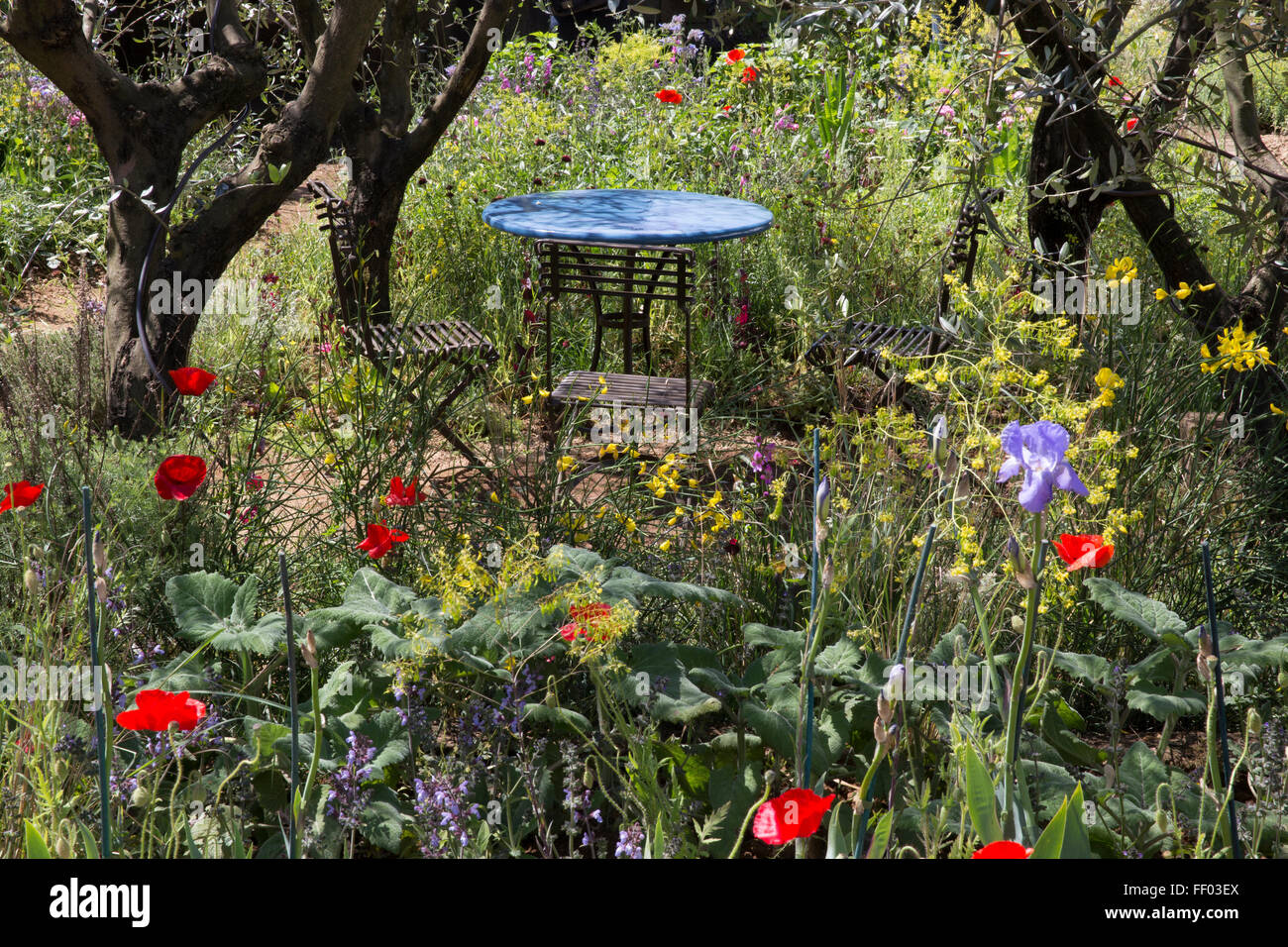 olive tree trees in a Mediterranean grove garden with table and chairs in the UK Stock Photo