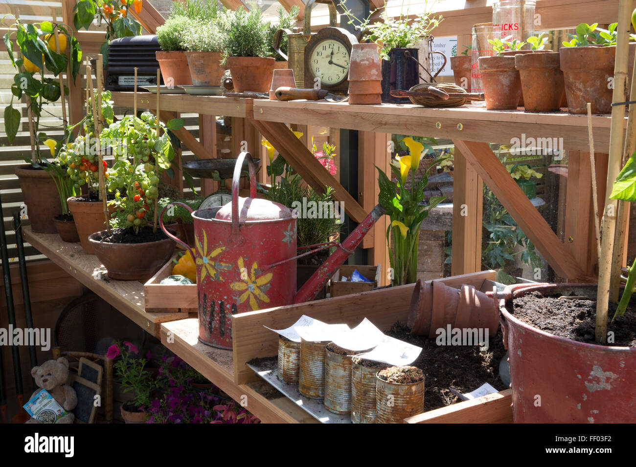 potting greenhouse with tomato and pepper plants growing in terracotta plant pots gardening without plastic Chelsea flower show 2015 London UK Stock Photo