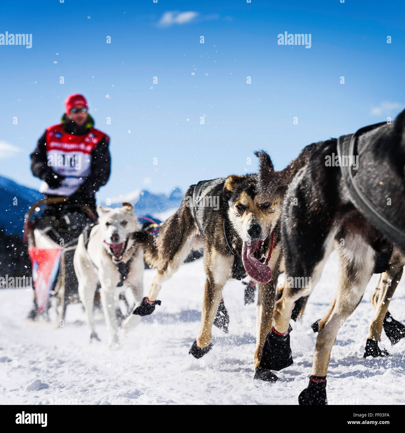 SARDIERES VANOISE, FRANCE - JANUARY 20 2016 - the GRANDE ODYSSEE the hardest mushers race in savoie Mont-Blanc, Benoit Verin, fr Stock Photo