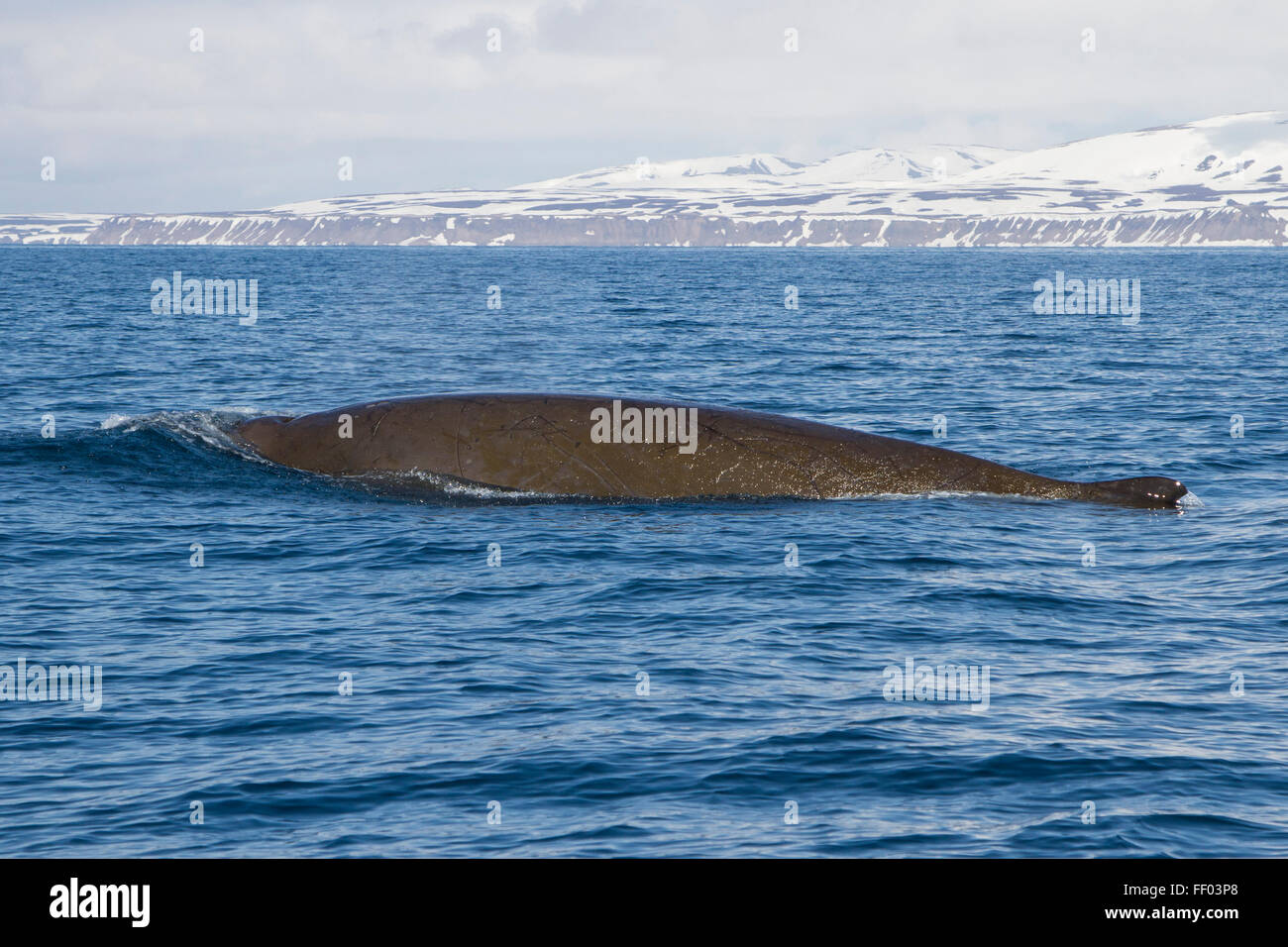 north floaters floating along the northern Bering Island sunny day Stock Photo