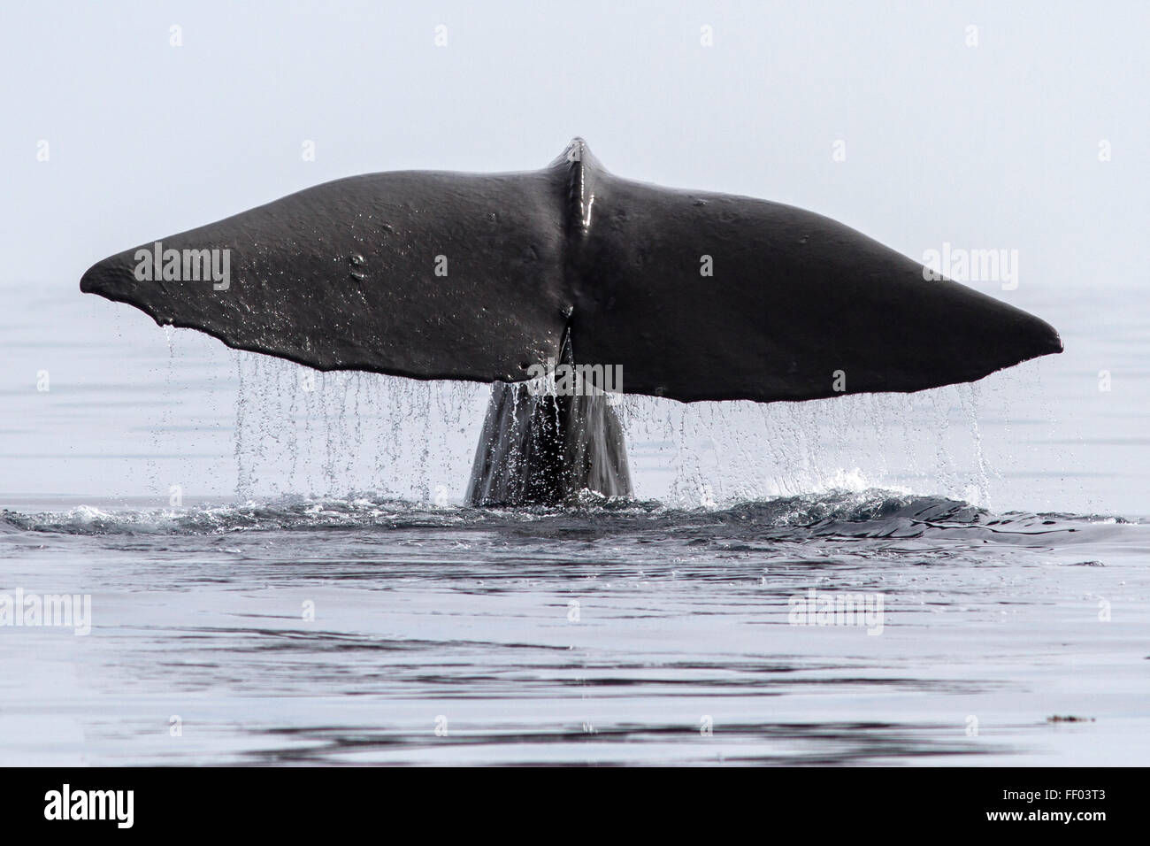 sperm whale that dives into his tail above the water Stock Photo