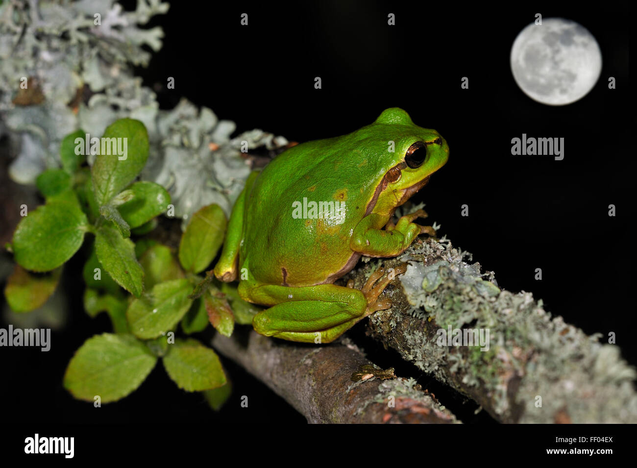 European / Common tree frog (Hyla arborea) sitting on lichen covered