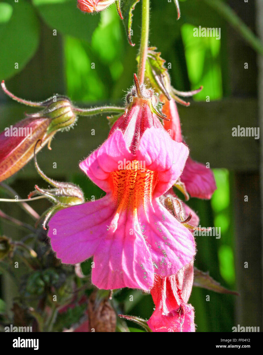 A Chinese Foxglove flower (Rehmannia) Walbertons Magic Dragon Stock Photo
