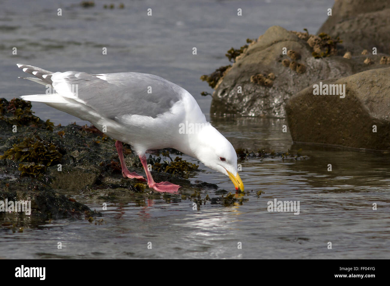 Glaucous-winged gull which forage in the band tide Stock Photo