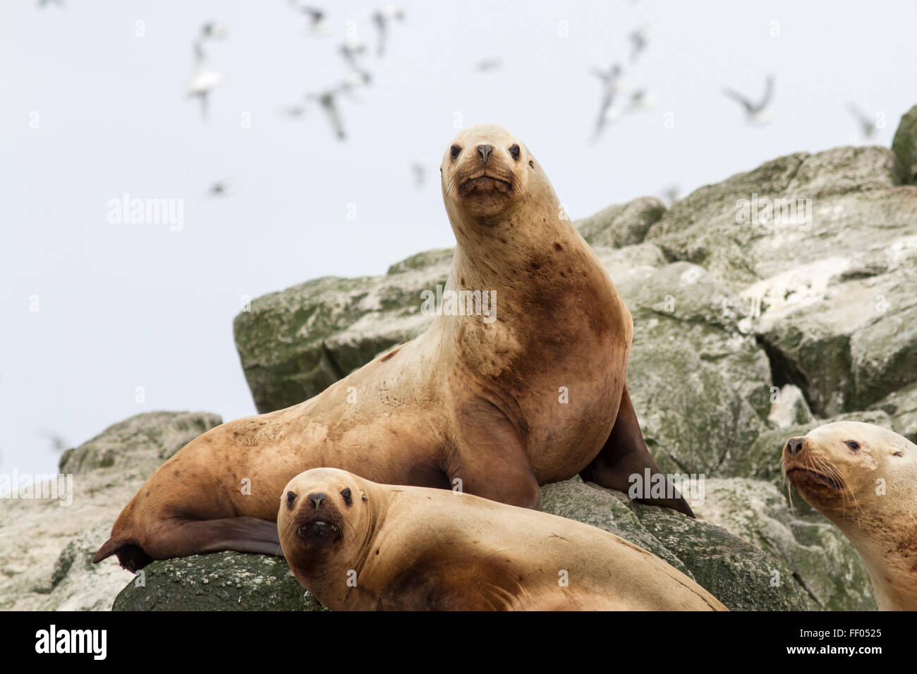 Steller sea lion on the rocks that lie on a small island in the Pacific Ocean Stock Photo