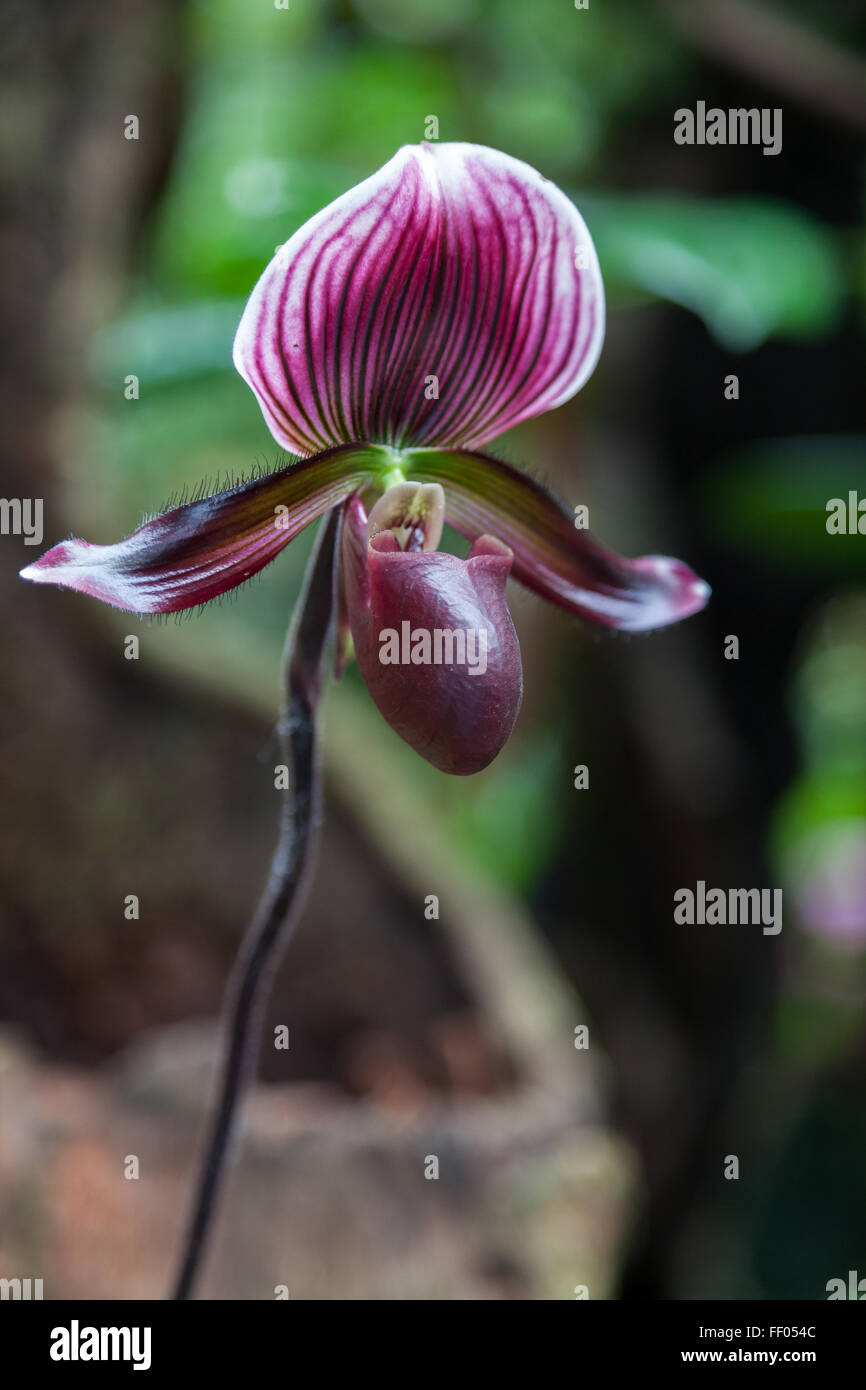 Paphiopedilum Maudiae Orchid Hi res Stock Photography And Images Alamy