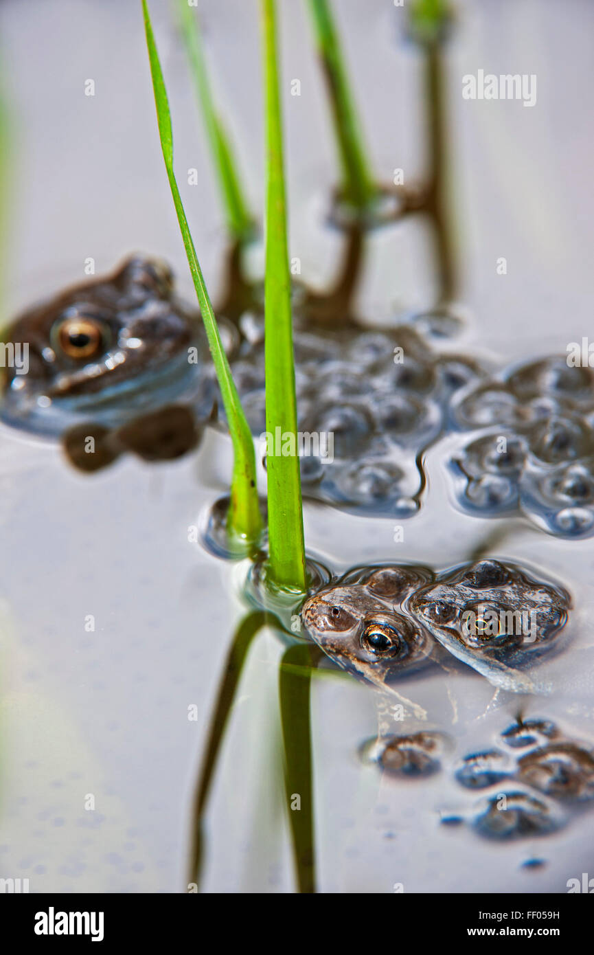 European common brown frogs (Rana temporaria) pair in amplexus floating in pond among frogspawn Stock Photo