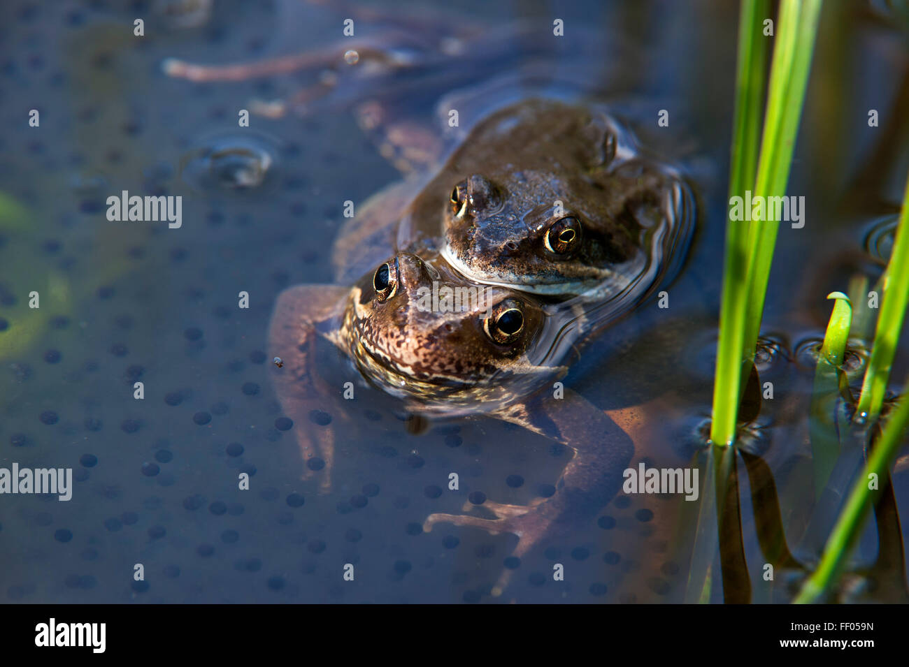 European common brown frogs (Rana temporaria) pair in amplexus floating in pond among frog spawn Stock Photo
