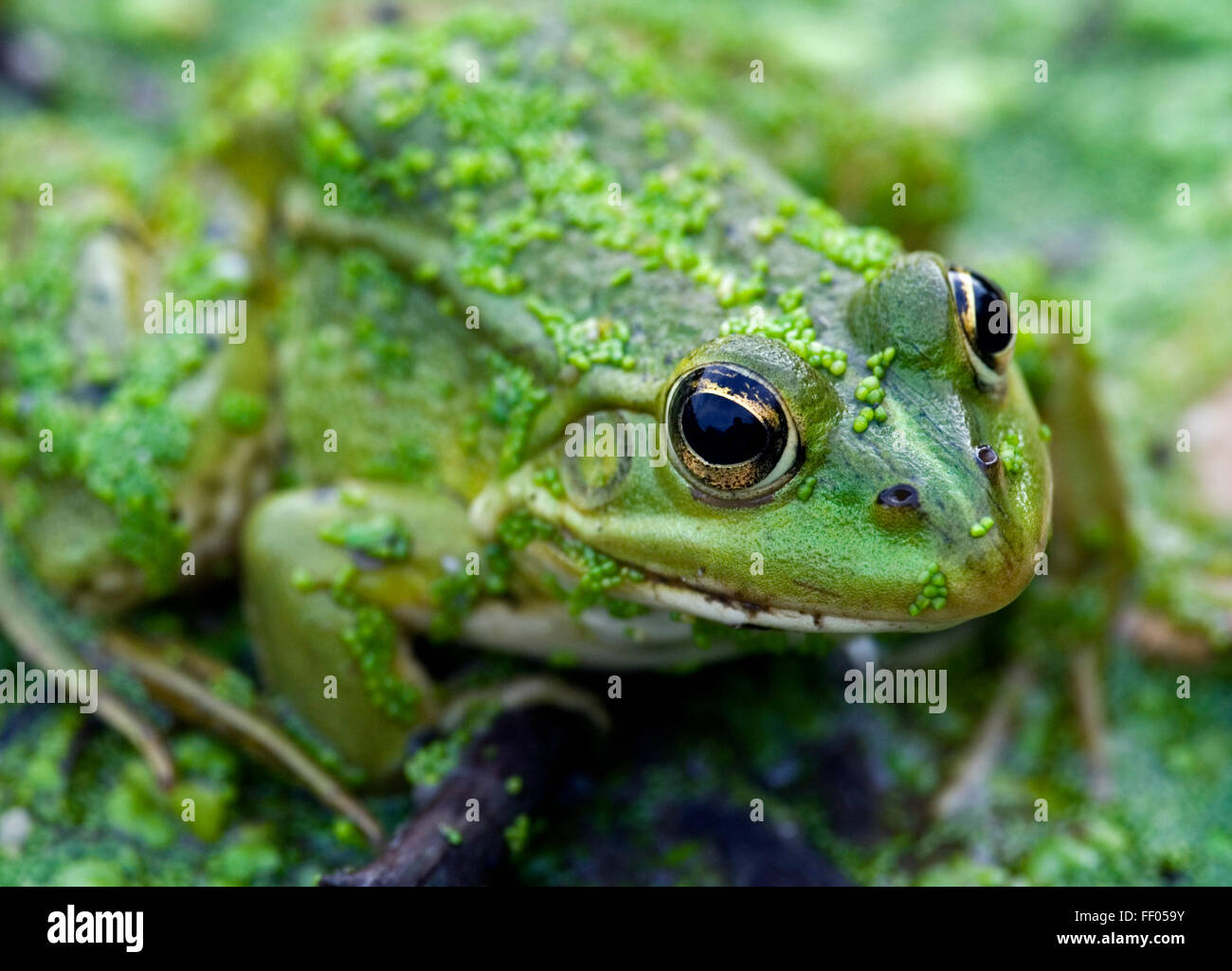 Edible frog / common water frog / green frog (Pelophylax kl. esculentus