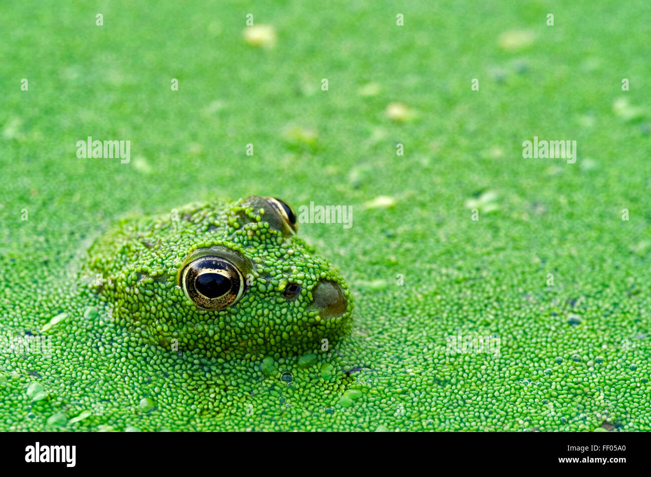 Edible frog / common water frog / green frog (Pelophylax kl. esculentus / Rana kl. esculenta