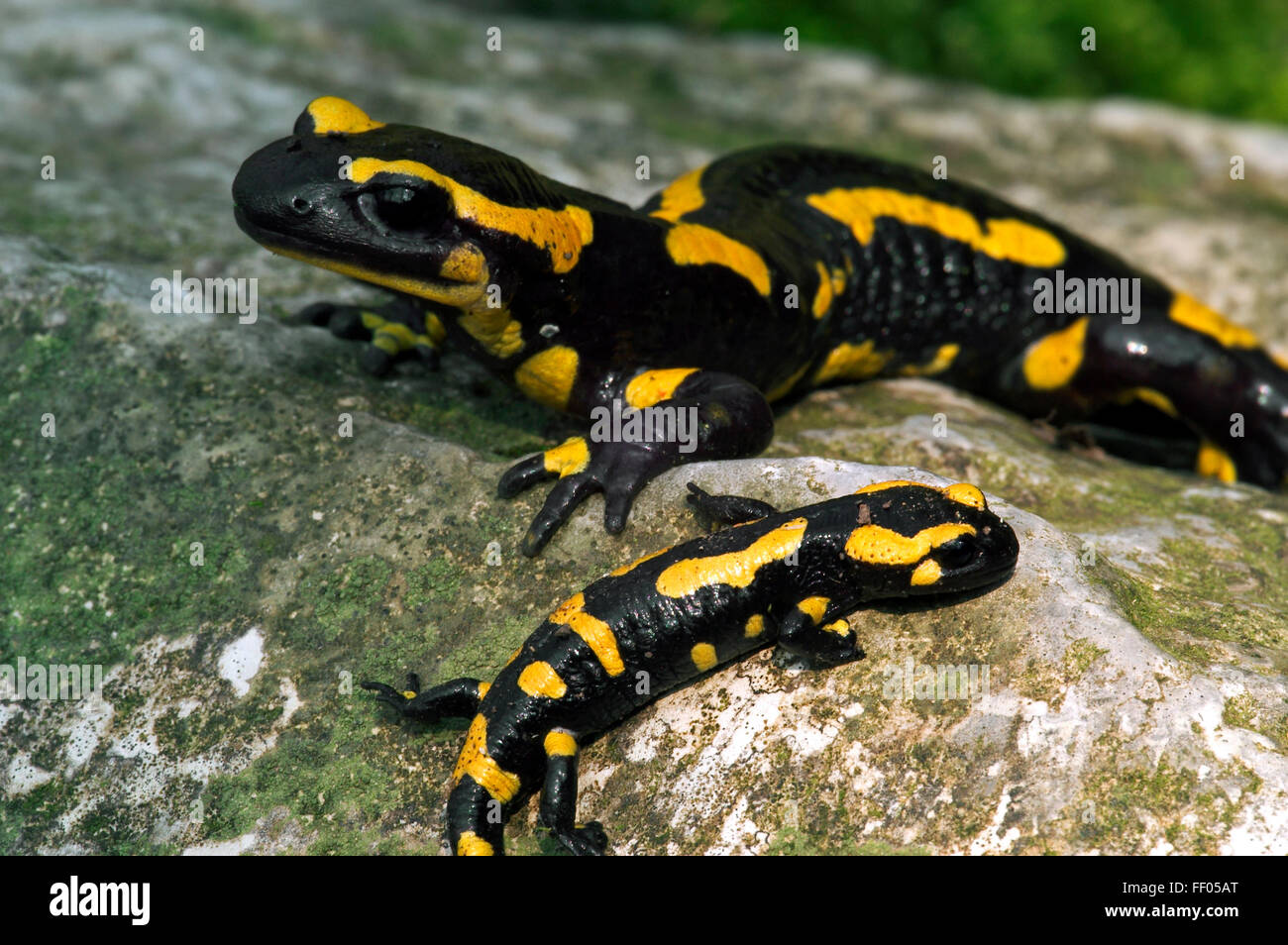European salamander / Fire salamander (Salamandra salamandra) adult with juvenile on rock Stock Photo