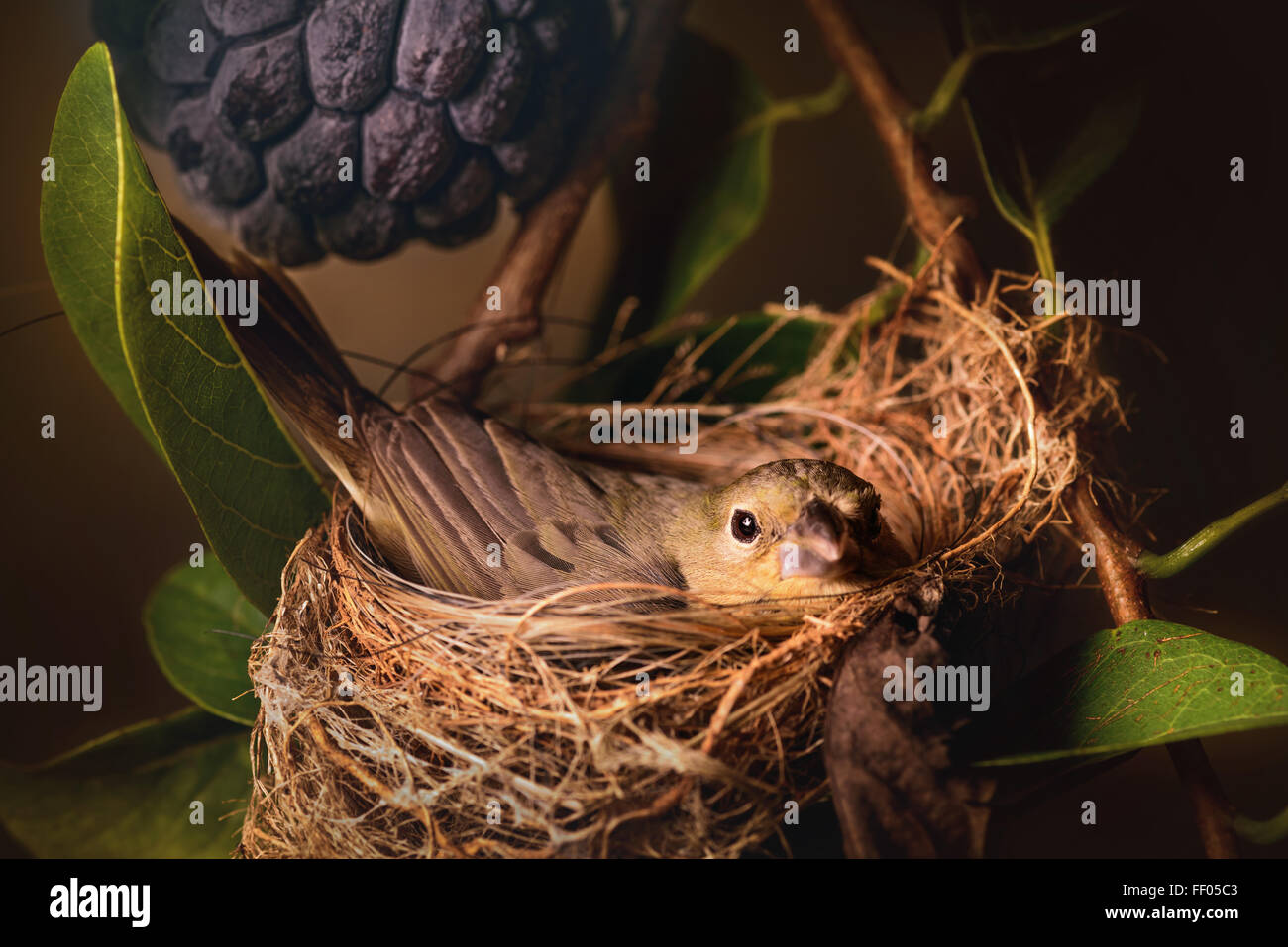 Mother bird caring for the eggs in the nest of a tree. Stock Photo