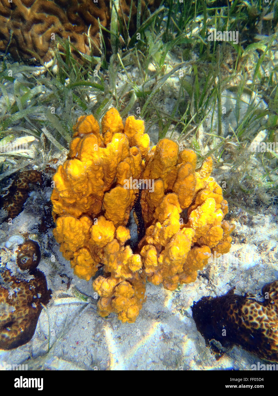 coral reef with great yellow sea sponge Stock Photo Alamy