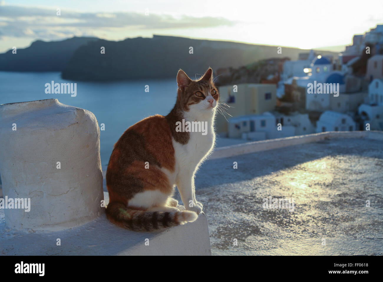 Greece, Santorini. Red cat sitting on the wall near the sea. Stock Photo