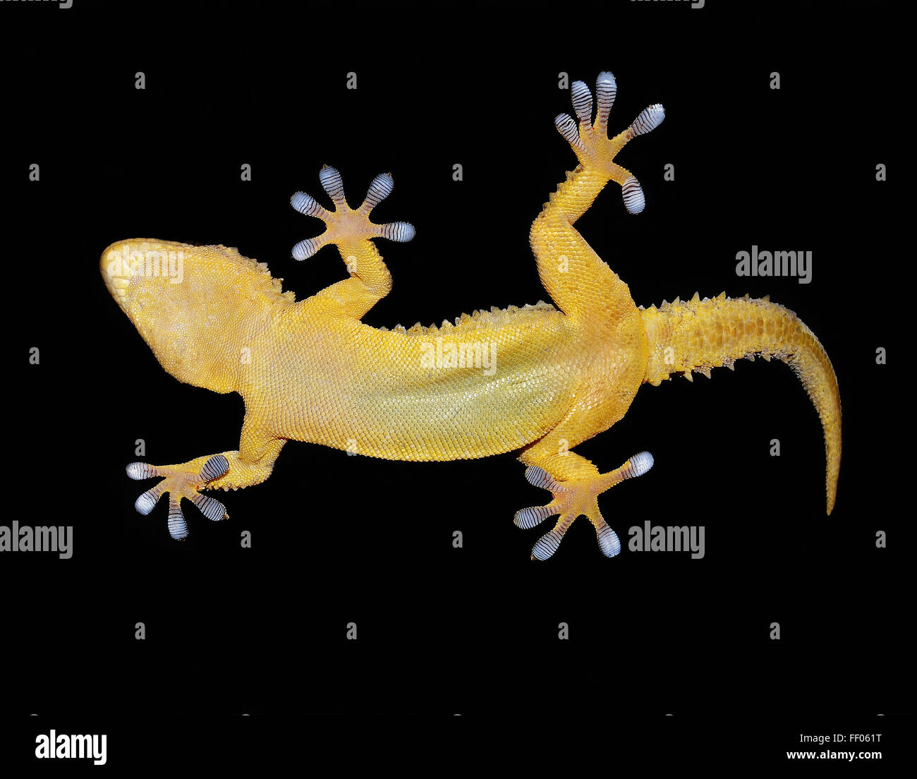 gecko showing twenty adhesive fingers on the glass Stock Photo
