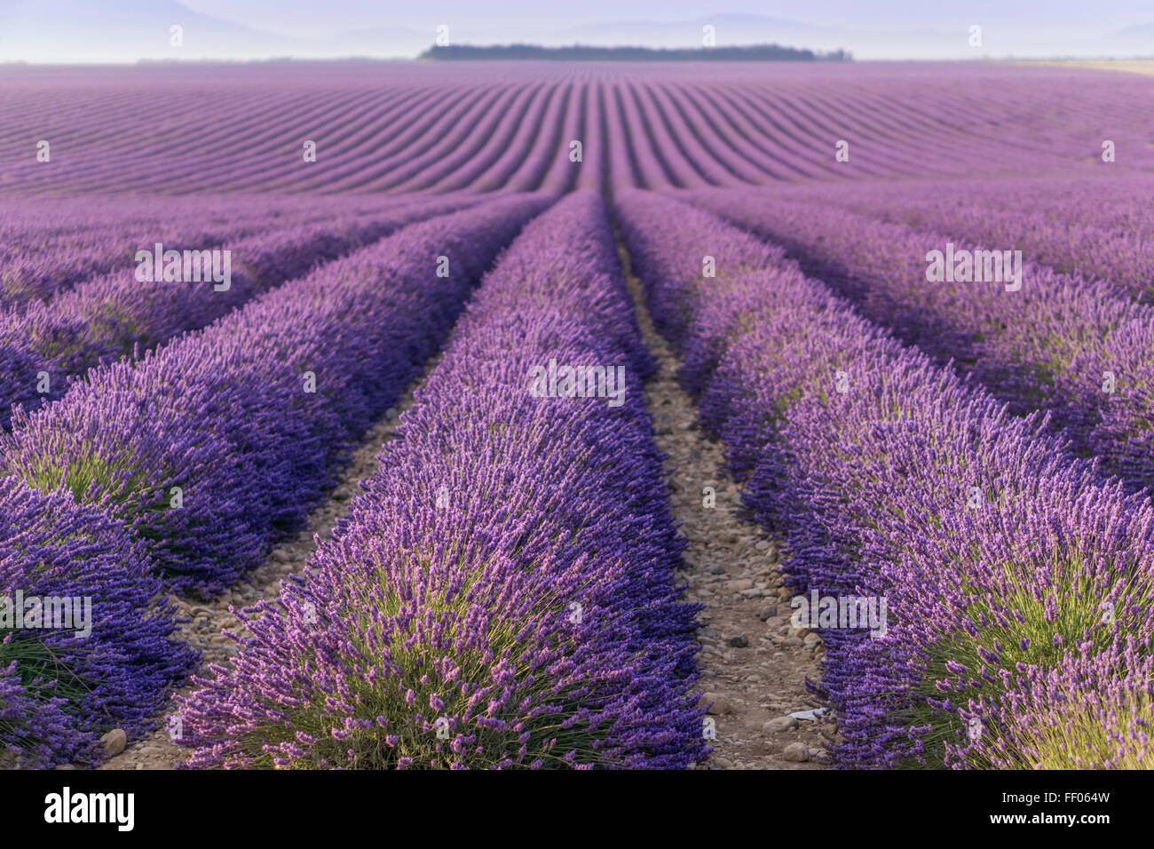 Lavender, Field, Lavandula angustifolia, Plateau de Valensole,  France, Provence-Alpes-Cote d'Azur, France Stock Photo