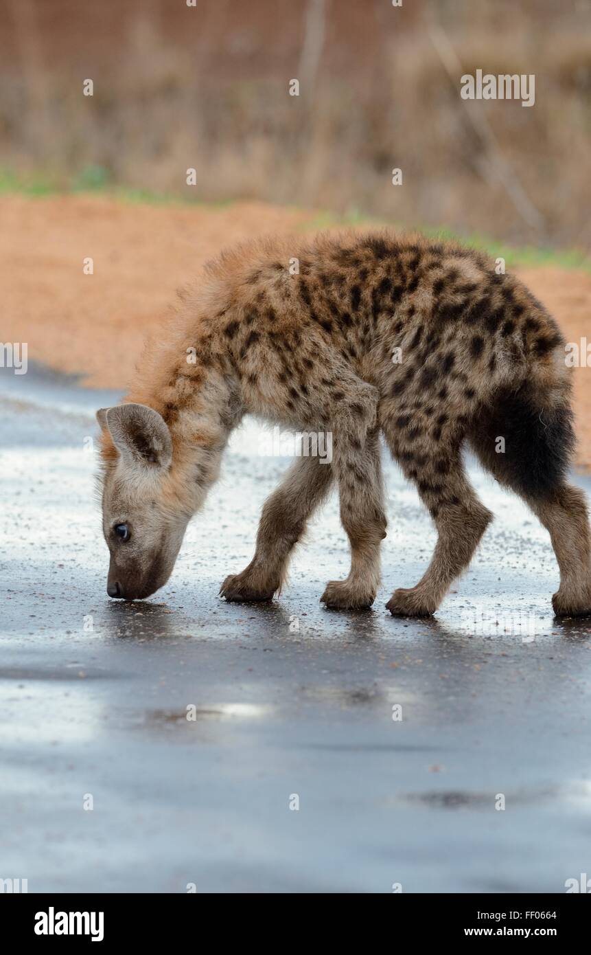 Spotted Hyena Crocuta Crocuta Cub Walking On Wet Road Sniffing Kruger National Park South 