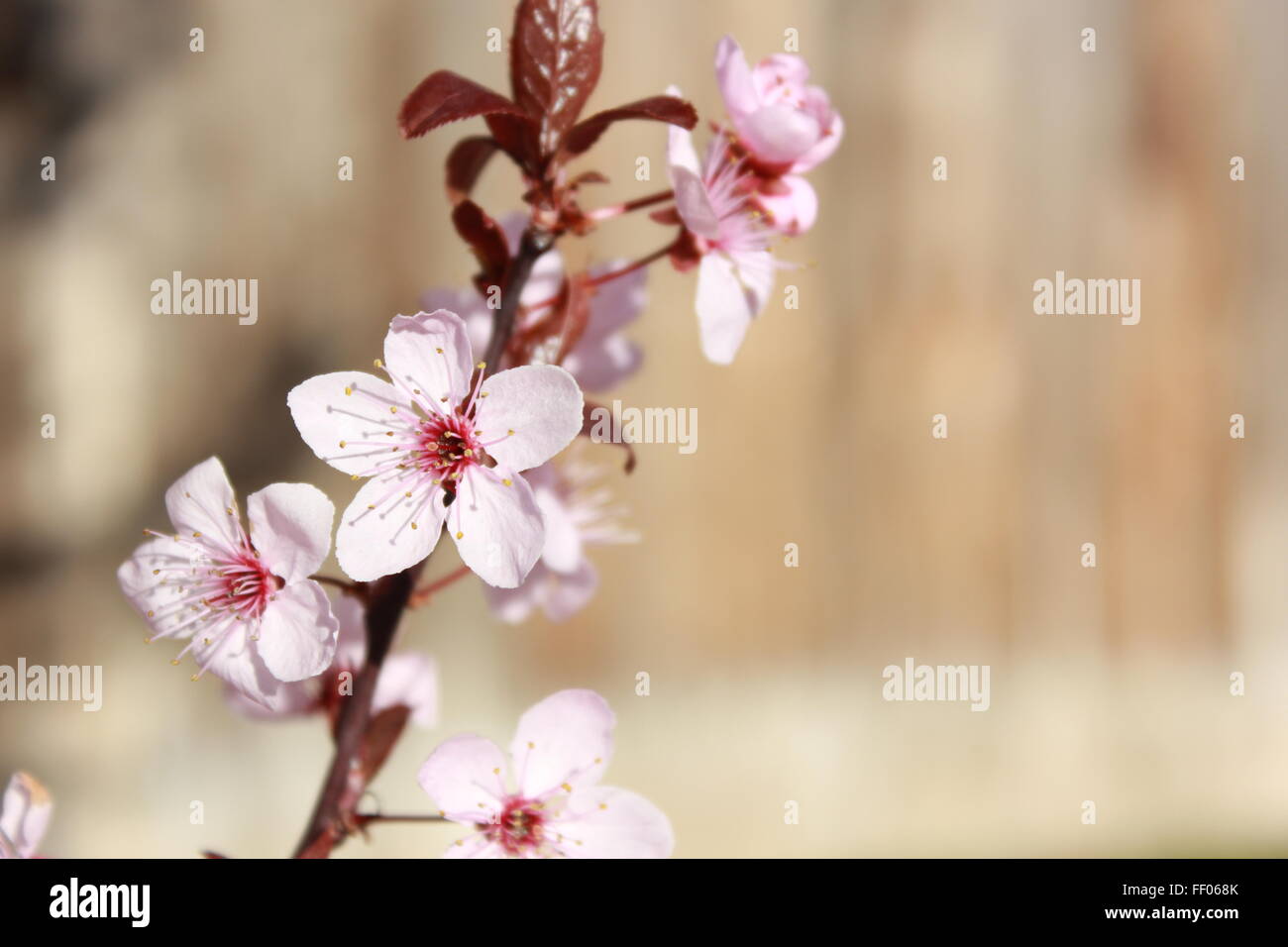 Soft pink cherry tree blossoms with blurry background Stock Photo - Alamy
