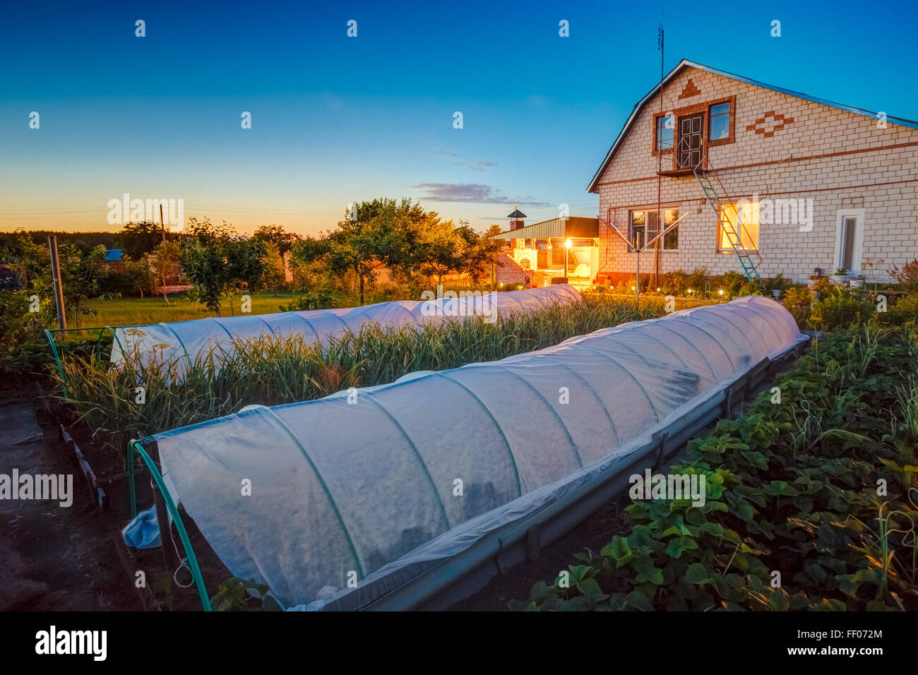 Cucumbers Vegetables Growing In Raised Beds In Vegetable Garden And