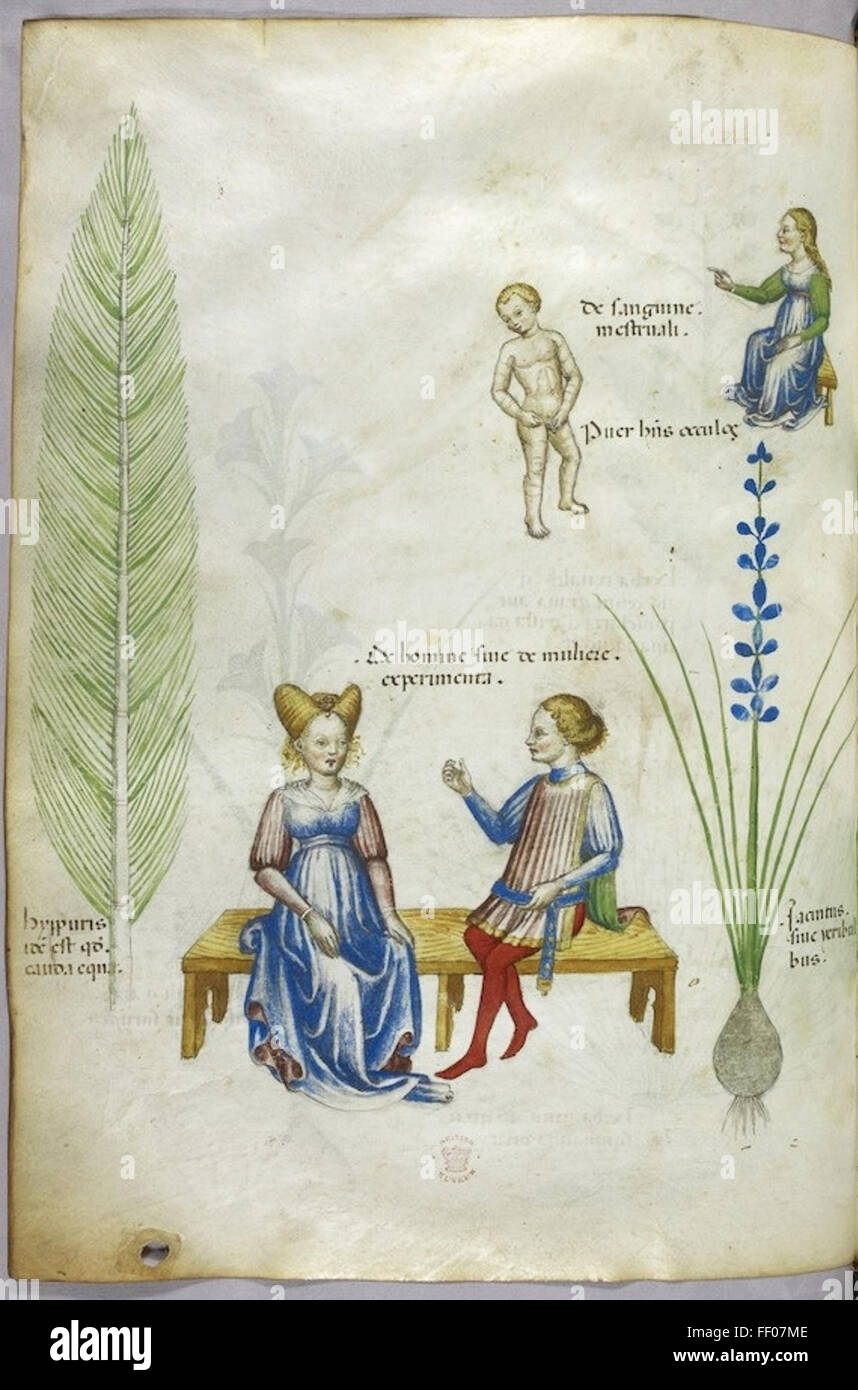 Illustration from Tractatus de Herbis Illustration from Tractatus de Herbis Stock Photo