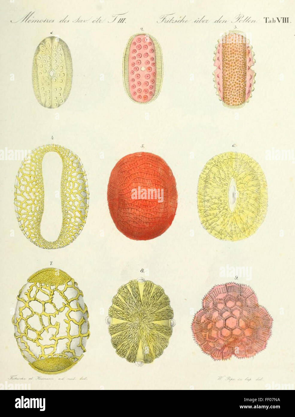 Illustration of Pollen from Carl Julius Fritzsche's Ueber den Pollen Illustration of Pollen from Carl Julius Fritzsche's Ueber den Pollen Stock Photo