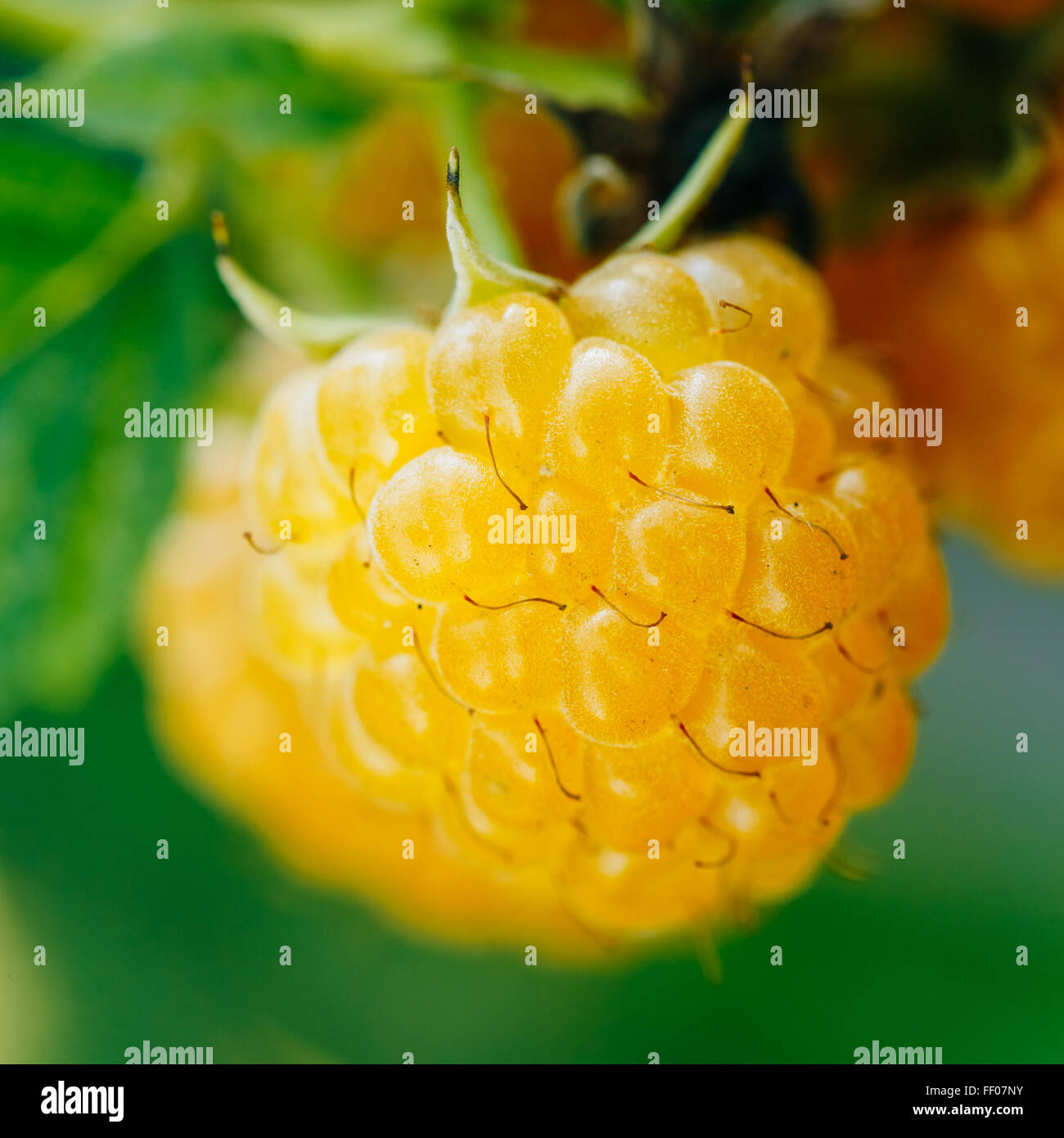 Yellow Raspberries. Growing Organic Berries Closeup. Ripe Raspberry In