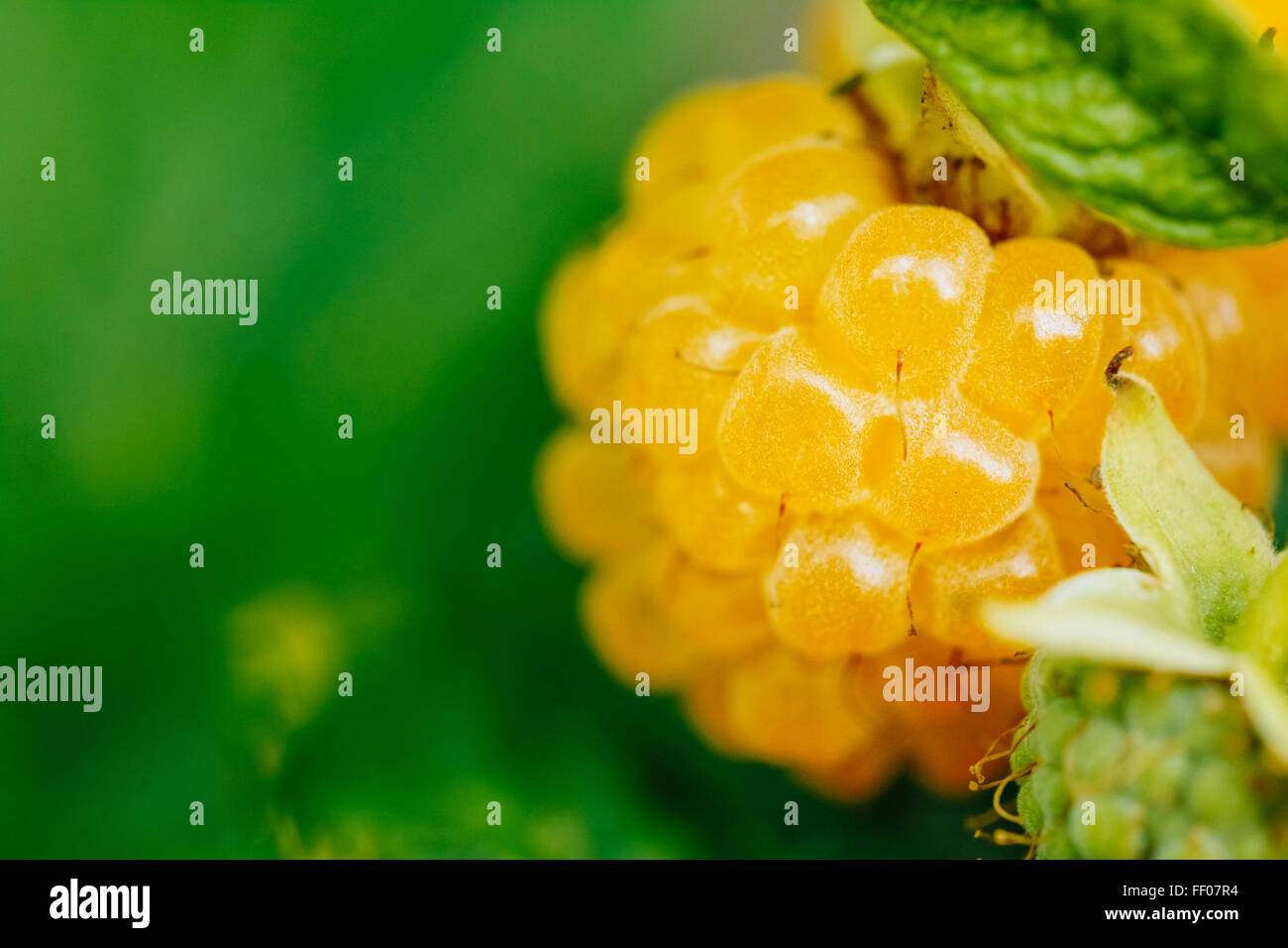 Raspberries Growing High Resolution Stock Photography and Images Alamy