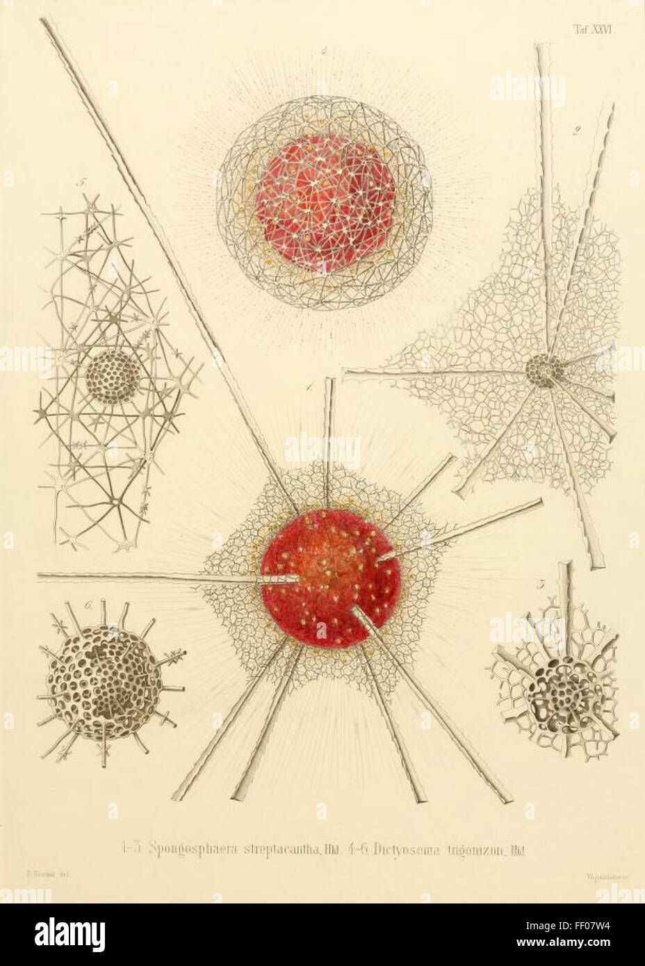 Illustration from Ernst Haeckel's Radiolaria Illustration from Ernst Haeckel's Radiolaria Stock Photo
