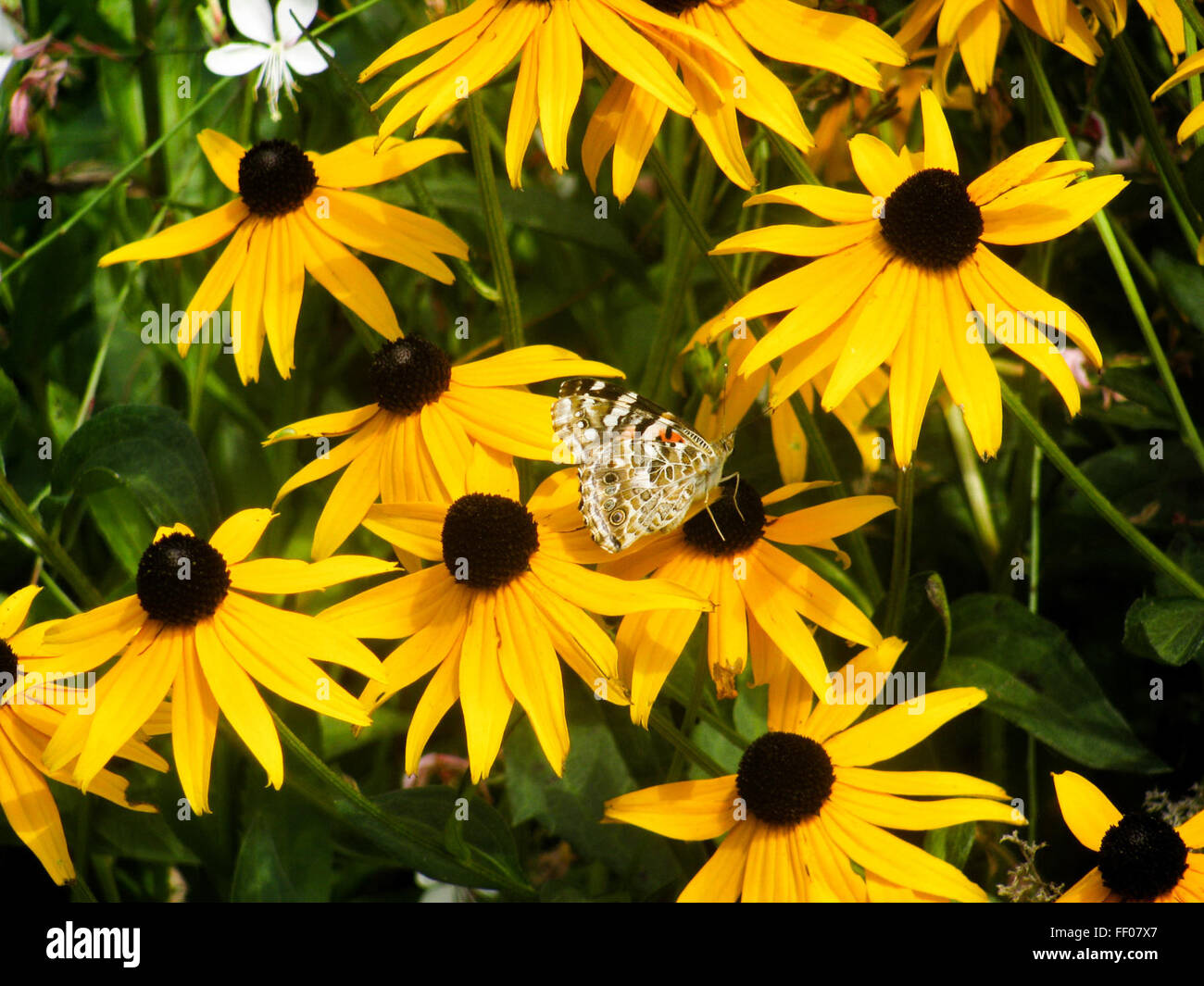 Butterfly on Yellow Sunflowers Butterfly on Yellow Sunflower Stock Photo
